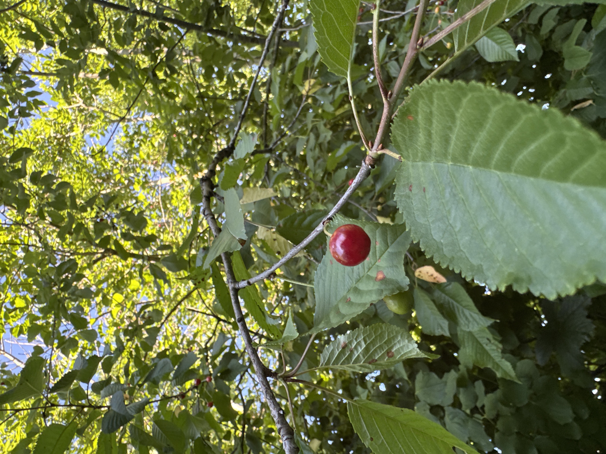 The image shows a close-up view of a cherry tree branch with a single ripe red cherry hanging prominently. The cherry is round and vibrant, with a glossy surface. Surrounding the cherry are several green leaves, some of which show signs of browning or spotting. A small, unripe green cherry is also visible below the ripe one. The branch itself is brown and rough, with smaller twigs extending from it. In the background, out of focus, is a dense canopy of green leaves and dappled sunlight, suggesting an outdoor setting. The sky, a bright blue, is visible through gaps in the foliage. The overall impression is of a close-up shot of a cherry tree, likely in a garden or park, capturing the detail of the fruit and surrounding leaves. The provided location information, Höhenkirchen-Siegertsbrunn, Germany, suggests this scene is situated within this specific geographical area. There are no people or animals visible in the image.