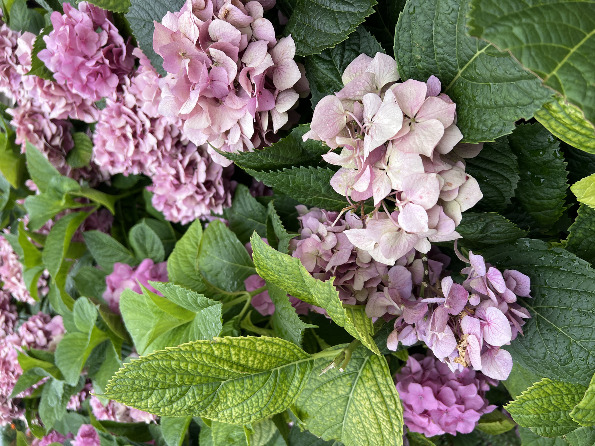The image shows a close-up view of a cluster of pink hydrangeas with lush green leaves. The flowers are in various stages of bloom, with some fully open and others still budding. The leaves are broad and veined, and some have water droplets on them, suggesting recent rain or watering. The overall scene is one of natural beauty and abundance. The image does not contain any people or specific landmarks that would indicate its location in Kryzhanivka, Ukraine.