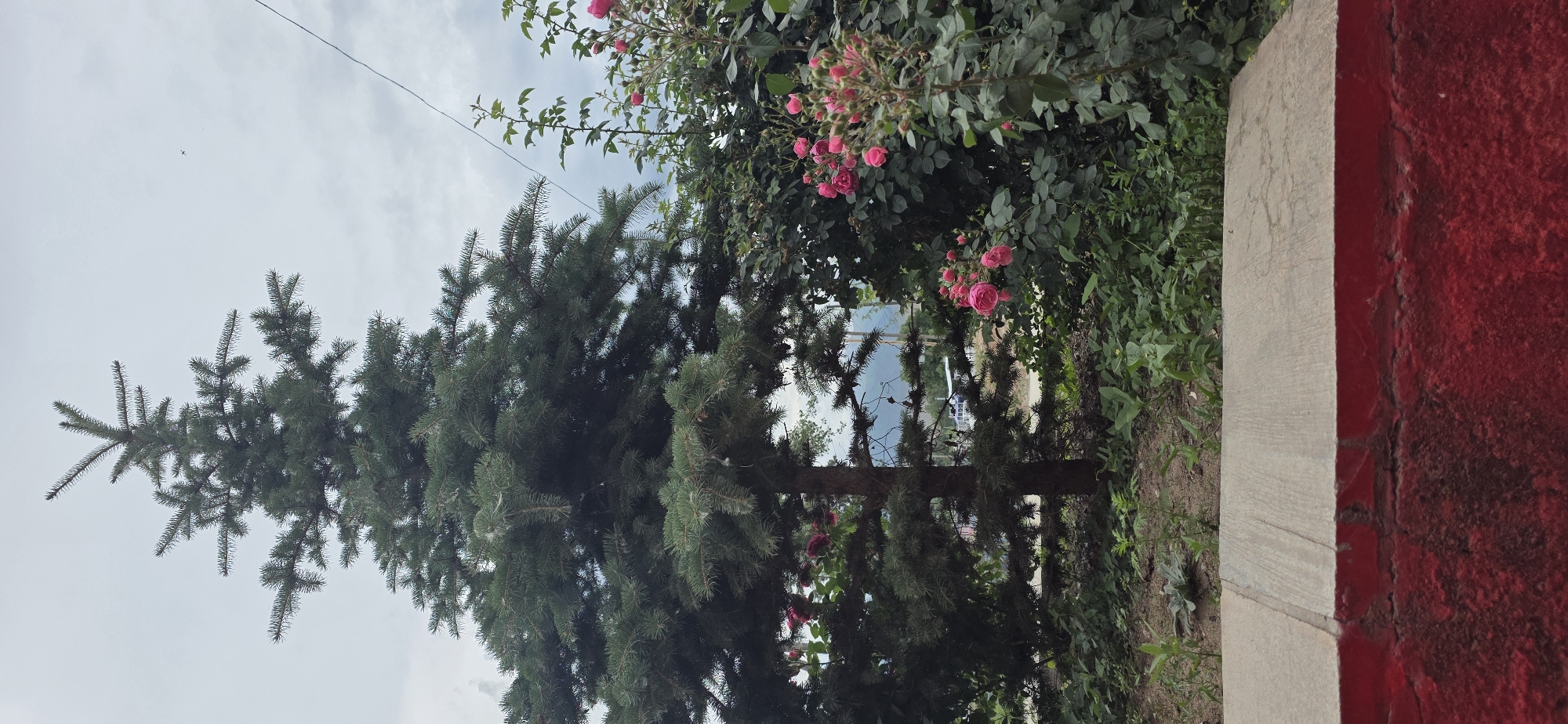 The image depicts an outdoor scene with a large evergreen tree dominating the left side of the frame. To the right of the tree, a rose bush with pink flowers is visible. In the foreground, there is a red painted structure with a light-colored stone surface on top. The background shows greenery, a road with some vehicles, and distant mountains under a cloudy sky. The scene is likely located in Бактуу-Долоноту, Kyrgyzstan, as indicated. No people are present in the image.