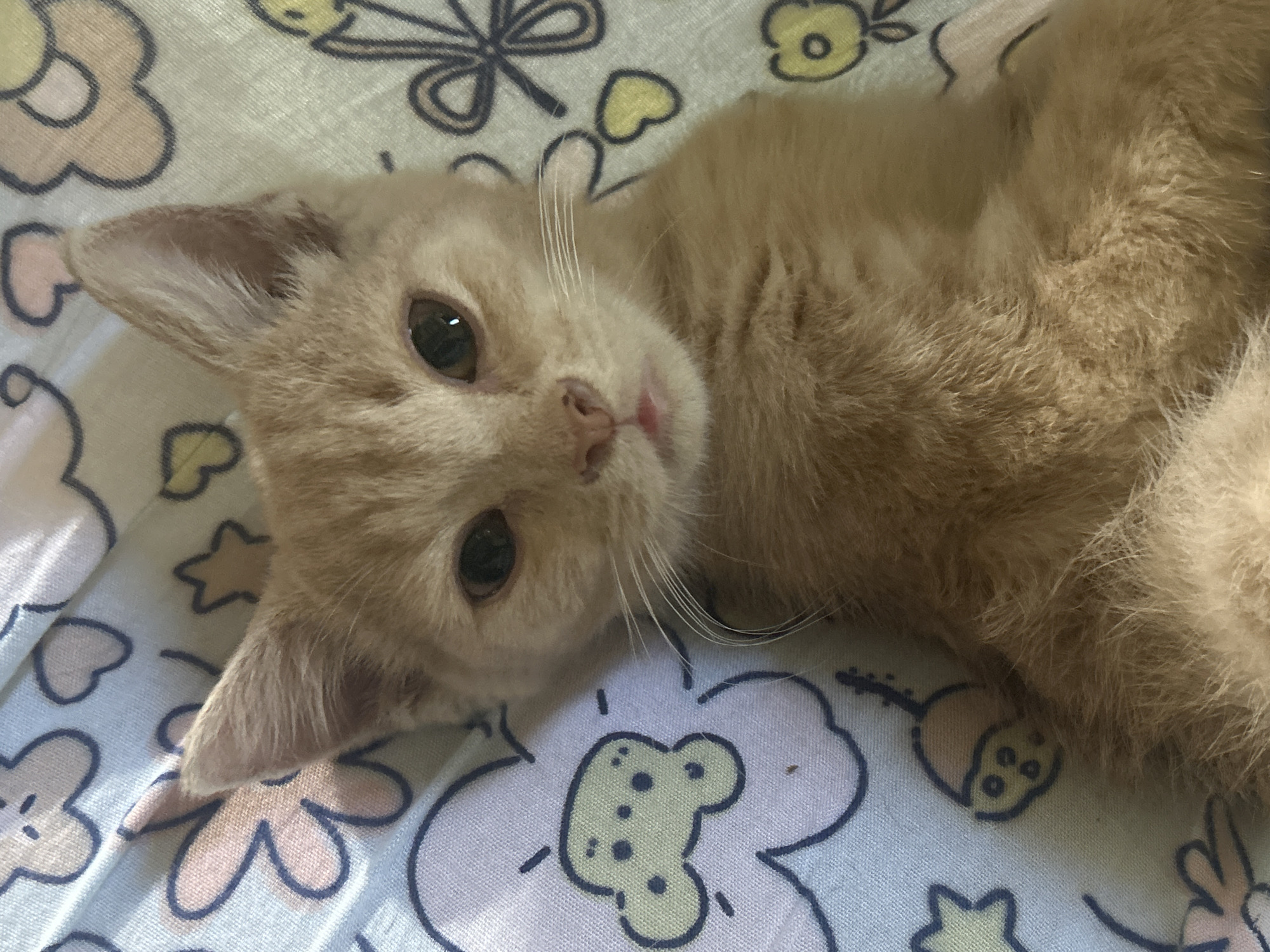 A close-up, eye-level, overhead shot shows an orange tabby kitten lying on its back on a light blue and white patterned fabric. The fabric is decorated with cartoonish flowers and shapes in pink, yellow, and light blue. The kitten's head is slightly tilted to the left, and its eyes are dark brown and partially closed, giving it a sleepy appearance. Its mouth is slightly open, revealing a small pink tongue. The kitten has light orange fur, a small pink nose, and long white whiskers. Its ears are pointed and stand upright. The fur on its chest and belly appears fluffy. The lighting is soft and diffused, suggesting it may be indoors or in an overcast environment. The image is sharpest on the kitten's face and slightly blurs towards its body and the background. The scene does not contain any identifiable landmarks or features that would indicate a specific location in Makassar, Indonesia.