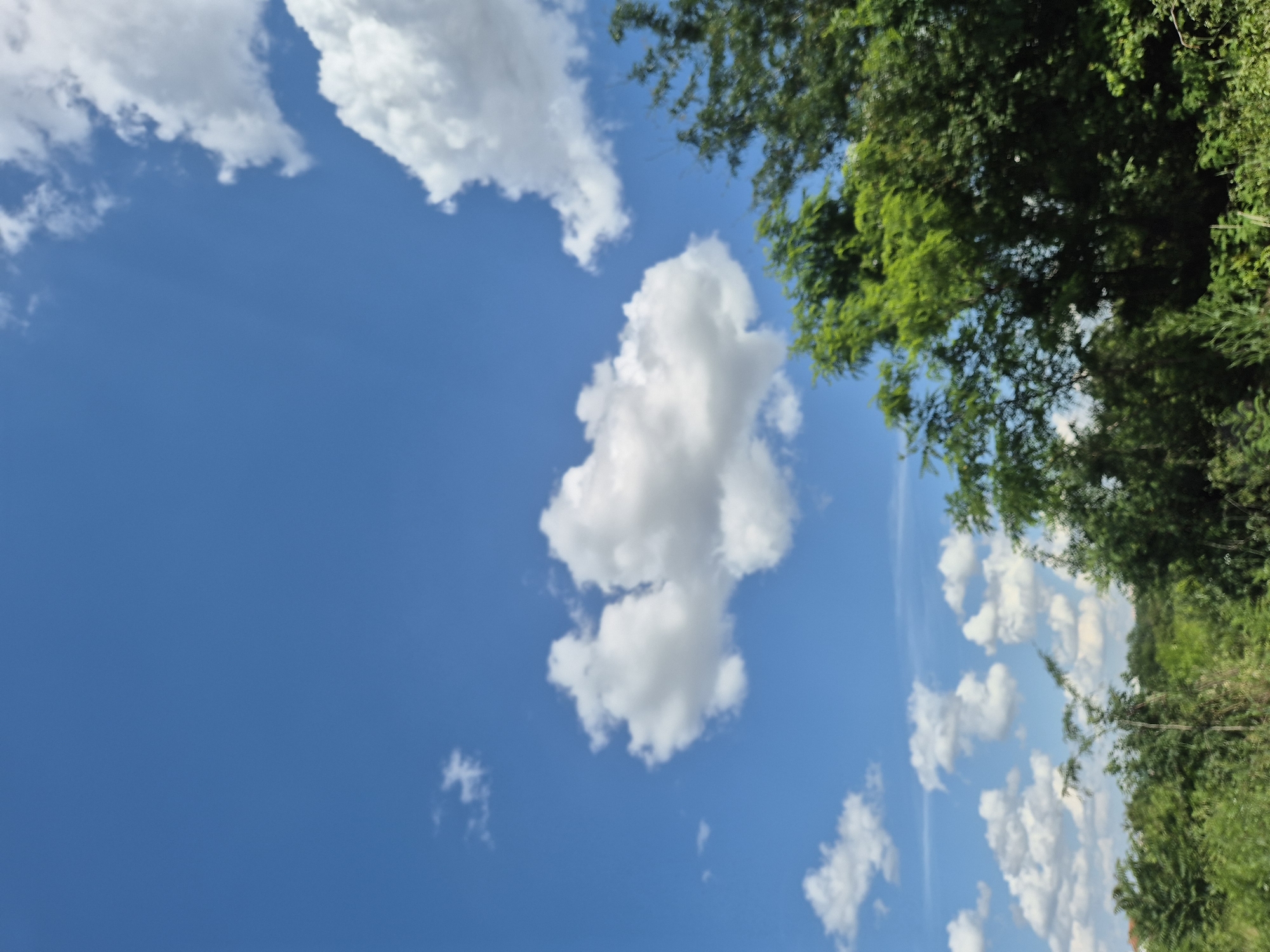 This is a vertical, medium shot of a bright blue sky with scattered white cumulus clouds. On the right side of the image, the tops of lush green trees frame the sky. The sunlight suggests it is daytime. The scene is outdoors and appears to be a clear, pleasant day. There is no text visible in the image. The image is blurry, particularly the trees on the right, which could indicate movement of the camera or the subject.