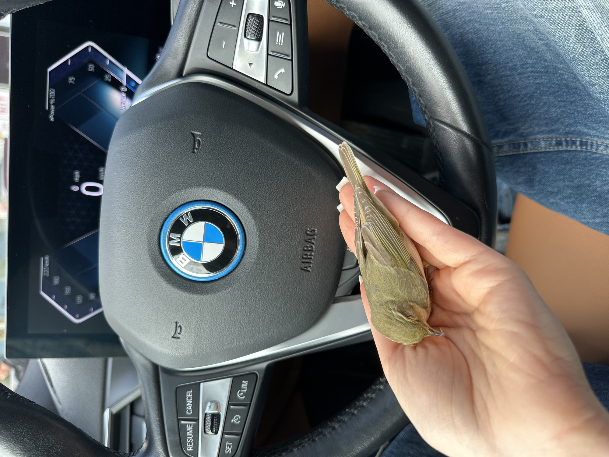 A person is holding a small, light-brown bird in their hand inside the steering wheel of a BMW vehicle. The car's dashboard is visible, indicating it is stationary. The environment appears to be indoors, within the vehicle, and the person is wearing denim clothing. The location (Yerevan, Armenia) cannot be determined from the image alone.