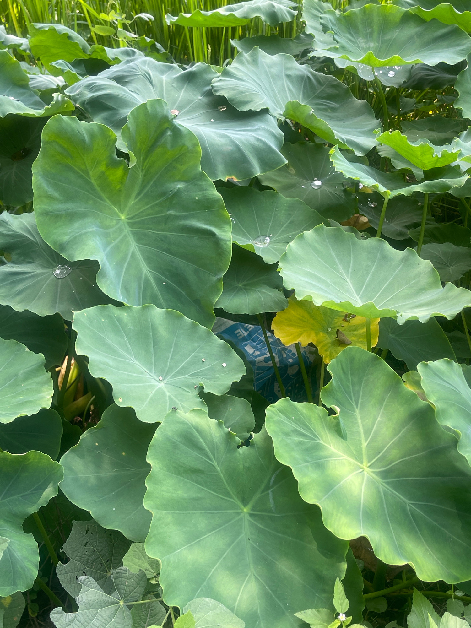 The image captures a dense collection of large, green taro leaves, also known as Colocasia esculenta. The leaves are broad and heart-shaped with prominent veins and ruffled edges, characteristic of this plant. Some leaves are a vibrant, healthy green, while one leaf in the center is noticeably yellowing, suggesting it might be older or experiencing stress. Water droplets are visible on the surface of several leaves, indicating recent rain or dew.
Beneath the taro leaves, a blue and white patterned object, possibly a plastic bag or tarp, is partially visible. The background is filled with more lush greenery, including tall grass-like plants, suggesting a natural or semi-cultivated environment.
The image does not provide enough visual information to determine a specific location within Bojhi, India, or to identify any people, actions, or interactions. The scene is solely focused on the natural elements of the taro patch.