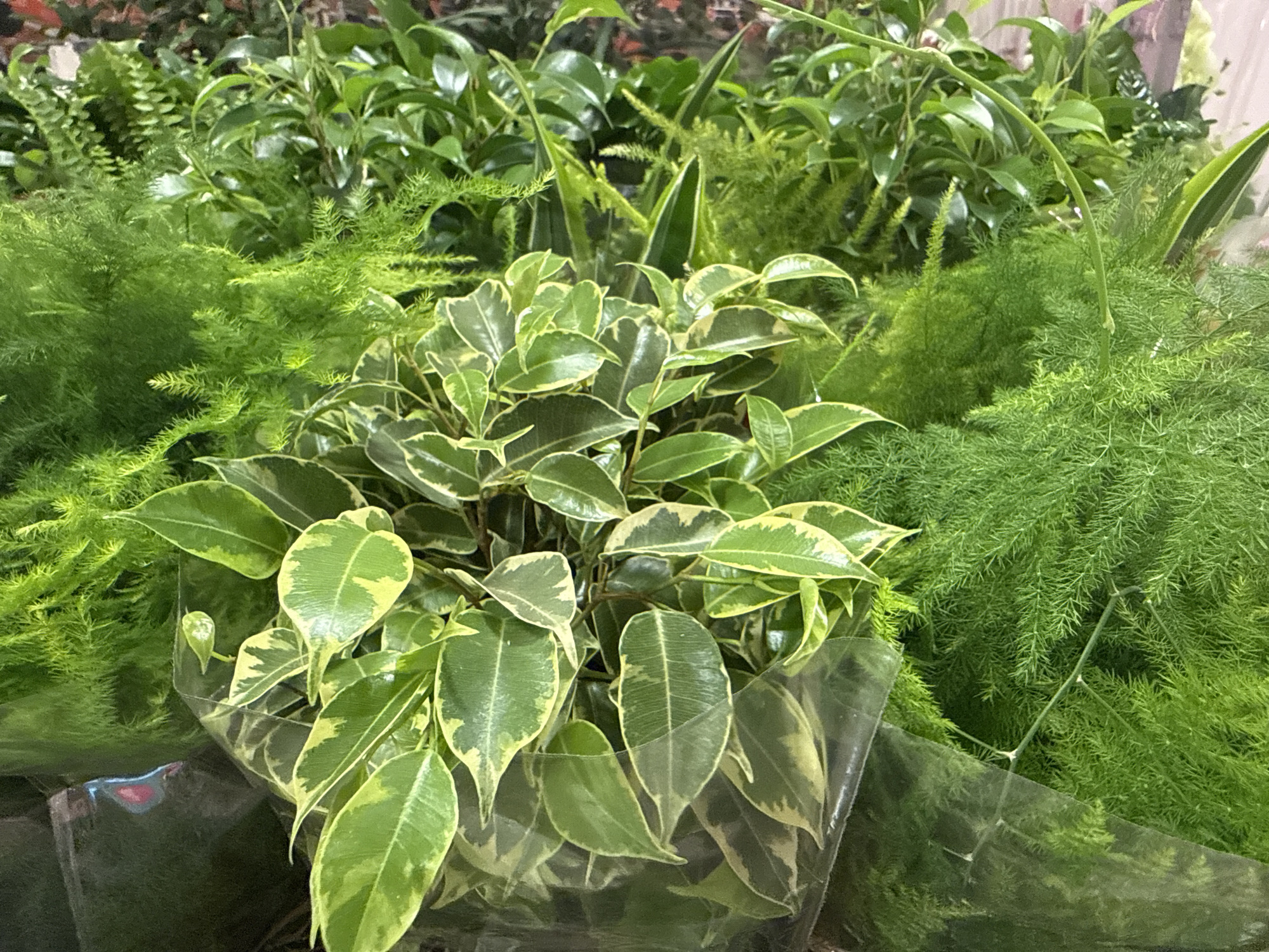 This is a close-up, eye-level, outdoor, full shot of a variety of green houseplants. The plants are arranged in clusters and appear to be for sale, possibly at a plant nursery or market. In the foreground, a variegated Ficus benjamina plant with green and cream leaves is prominently displayed. Behind it and to the sides are masses of feathery green asparagus fern. The lighting is natural and diffused, suggesting it could be daytime. The background consists of more dense greenery, with some blurred foliage suggesting depth. No people are visible. The image does not contain enough information to determine its specific location within the city of Bad Lauterberg im Harz, Germany.