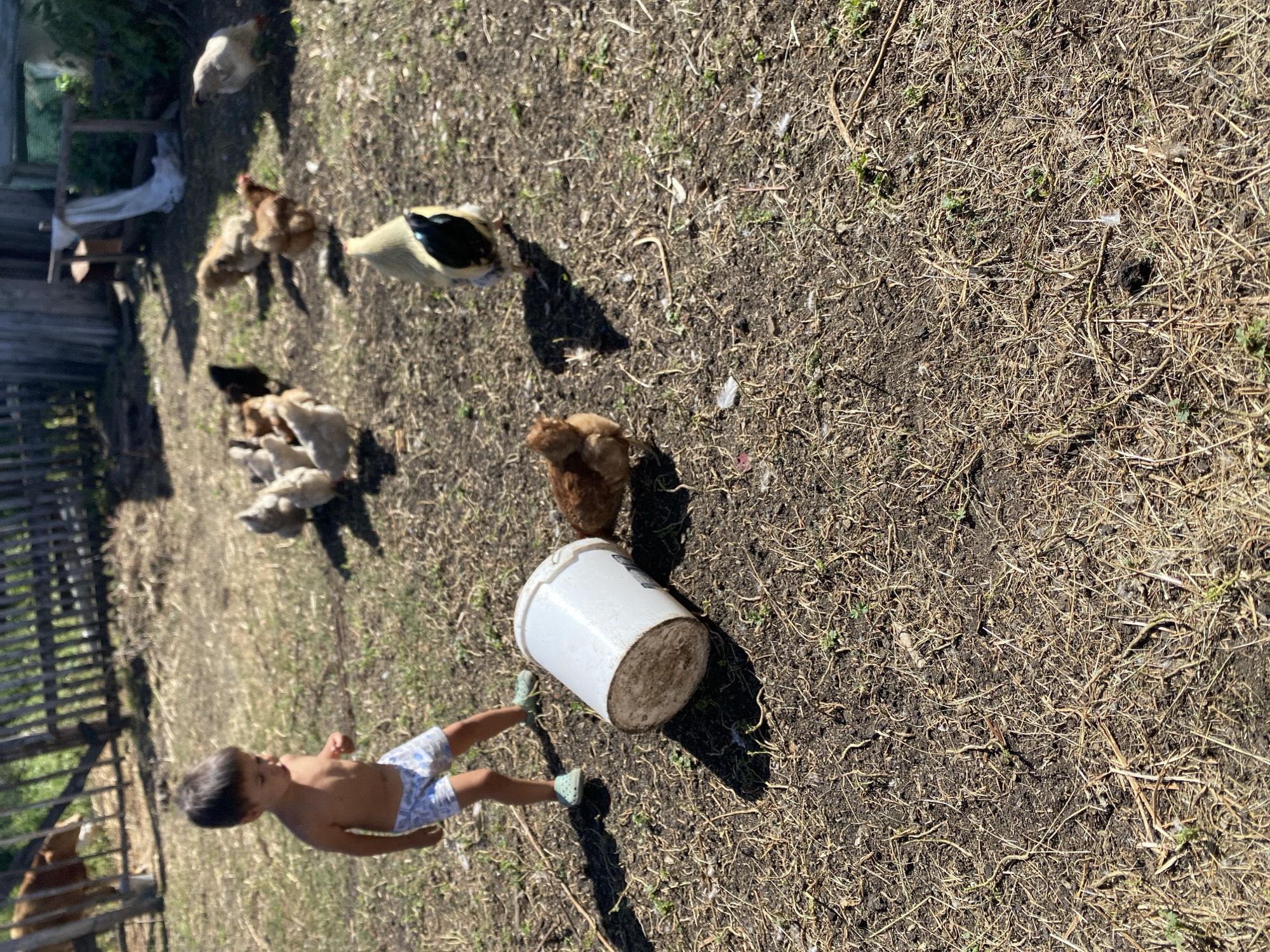 The image depicts a rural outdoor scene, likely a farmyard, with a young child and several chickens. The child, a boy wearing patterned shorts and light-colored Crocs, stands to the left of the frame, looking down and slightly to the right. A white plastic bucket lies on its side in the foreground. Several chickens are scattered throughout the scene, pecking at the dry, earthy ground covered in sparse vegetation. In the background, a wooden fence and part of a wooden structure are visible, suggesting a rustic setting. The lighting indicates it is daytime with direct sunlight. The location is identified as Maloarslangulovo, Russia.