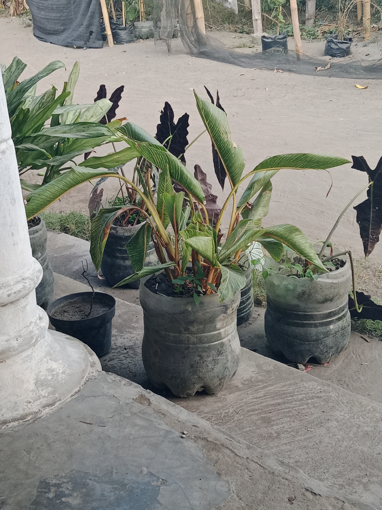 The image shows an outdoor scene with several potted plants on a concrete surface. In the foreground, a large white pillar is partially visible on the left. Behind the pillar, there are several dark-colored plastic pots containing plants. One pot in the center foreground contains a plant with long, striped green leaves and reddish-brown stems. To its right, another pot holds a similar plant. Further back, two large, dark-colored plastic bottles have been repurposed as planters, each containing foliage. In the background, there is sandy ground with some netting and black plastic bags, possibly for gardening. The overall setting appears to be an outdoor nursery or garden area in Ringinrejo, Indonesia, characterized by its utilitarian planters and a rustic, outdoor environment.