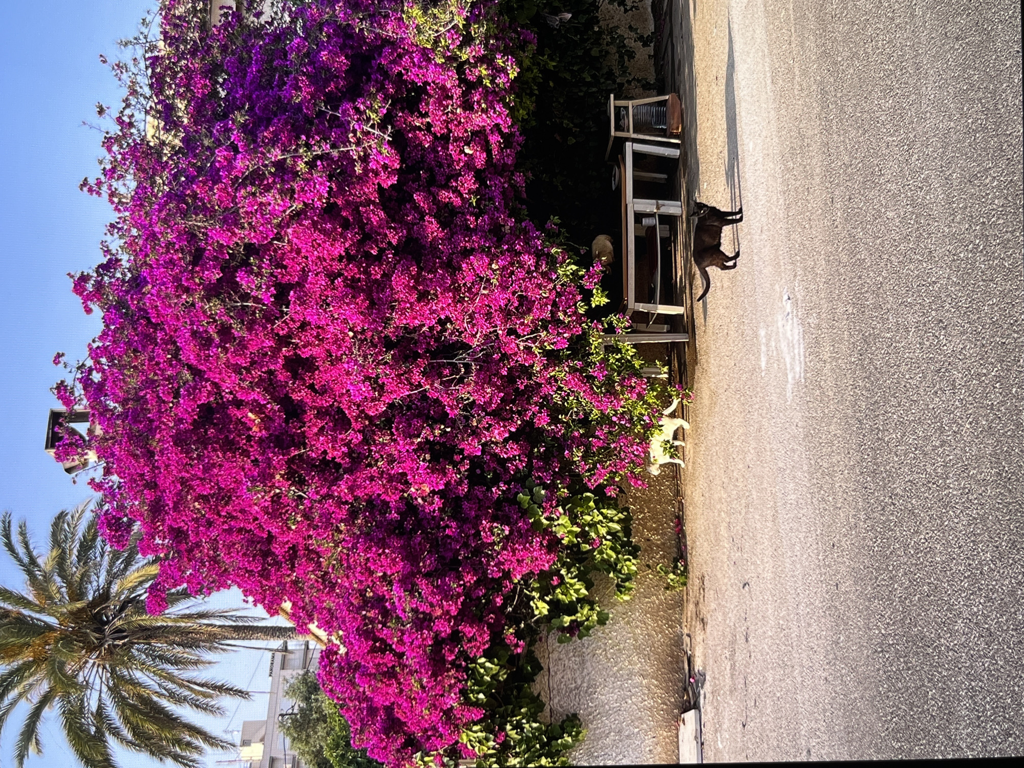 A black cat stands on an asphalt surface in front of a large, vibrant pink bougainvillea bush. To the left, a pale yellow cat is visible near the wall. Behind the bougainvillea, a white table and chairs are set up. A palm tree is visible to the left of the bougainvillea. The scene appears to be a street or courtyard in Torrevieja, Spain, under a clear blue sky.