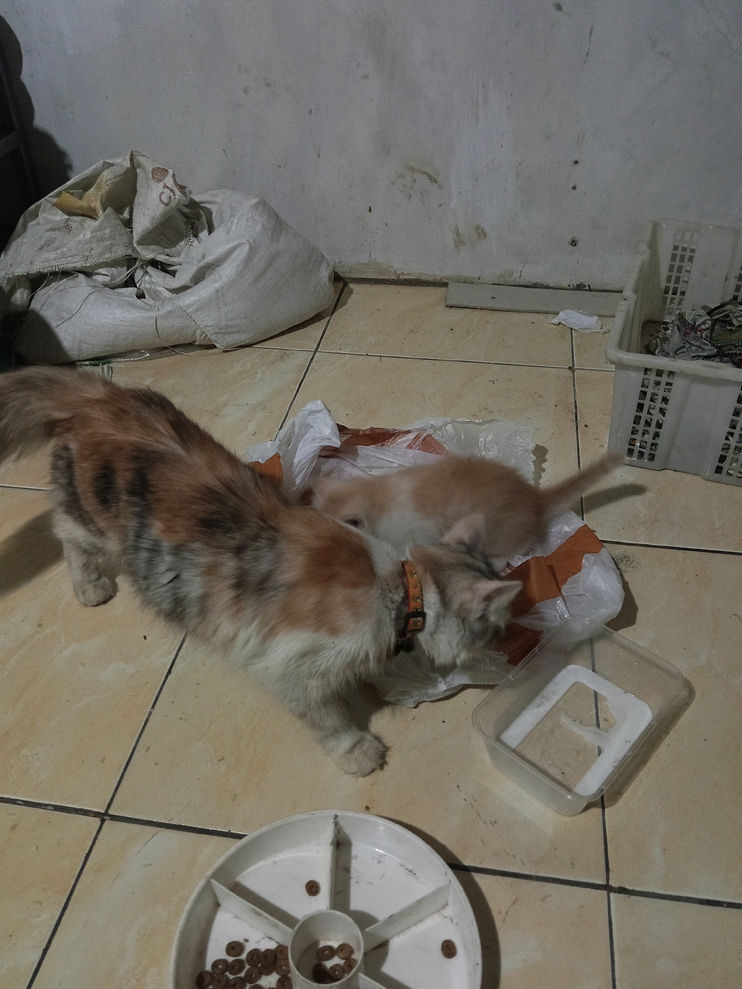 In Langgongsari, Indonesia, a calico cat with a collar is seen bending down to feed from an orange and white plastic bag on a tiled floor. Beside the bag, a small, light orange kitten is nestled. To the right, a white plastic basket contains what appears to be fabric scraps. In the foreground, a white plastic pet food bowl holds several brown kibbles. In the background, a large white sack is piled against a textured wall.