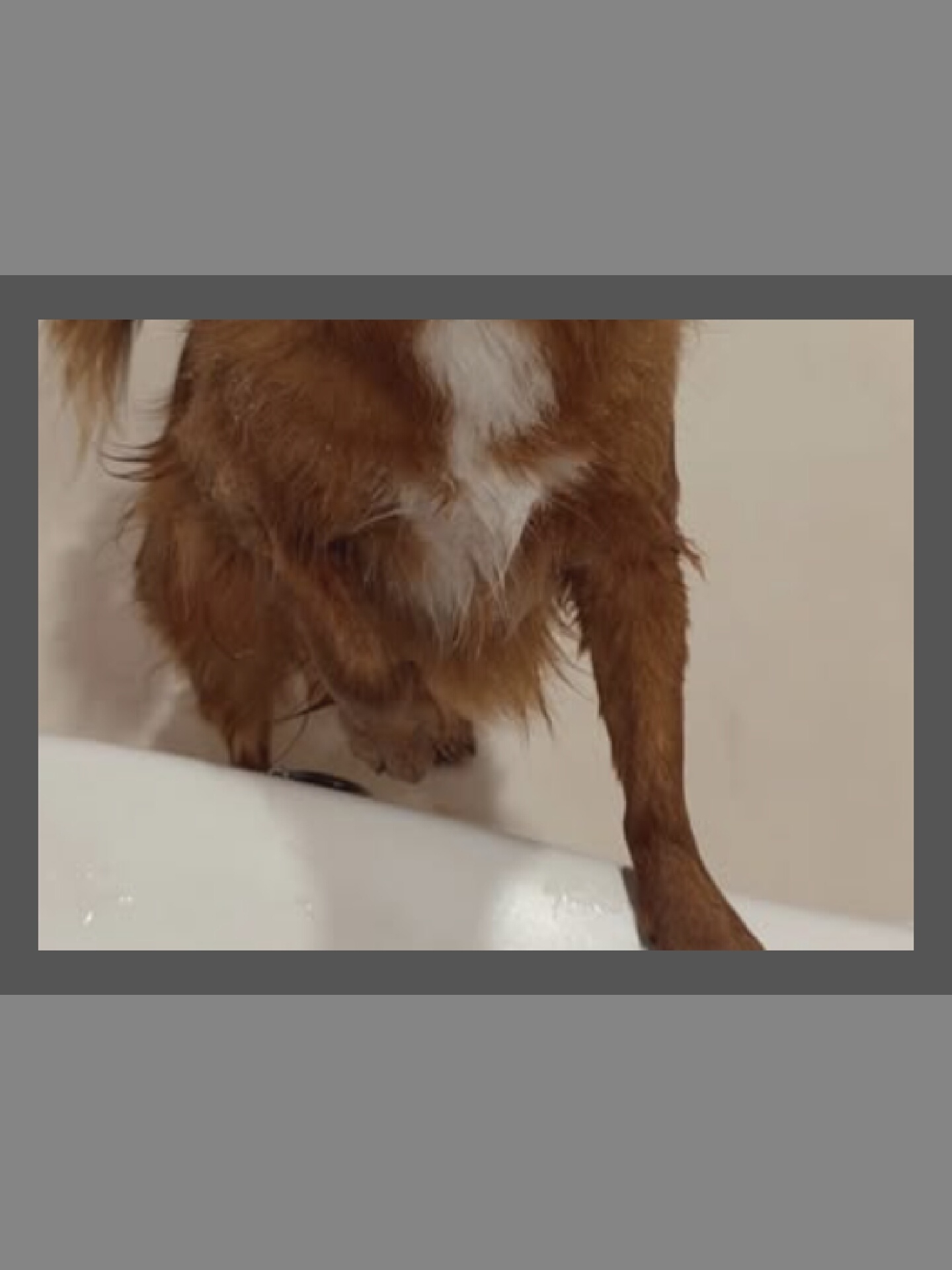 A close-up, waist-down view of a brown dog with white markings on its chest is in a bathtub, its fur appearing wet and matted. The dog stands on the edge of the white bathtub, with its paws resting on the rim. The background is a plain, light-colored wall.