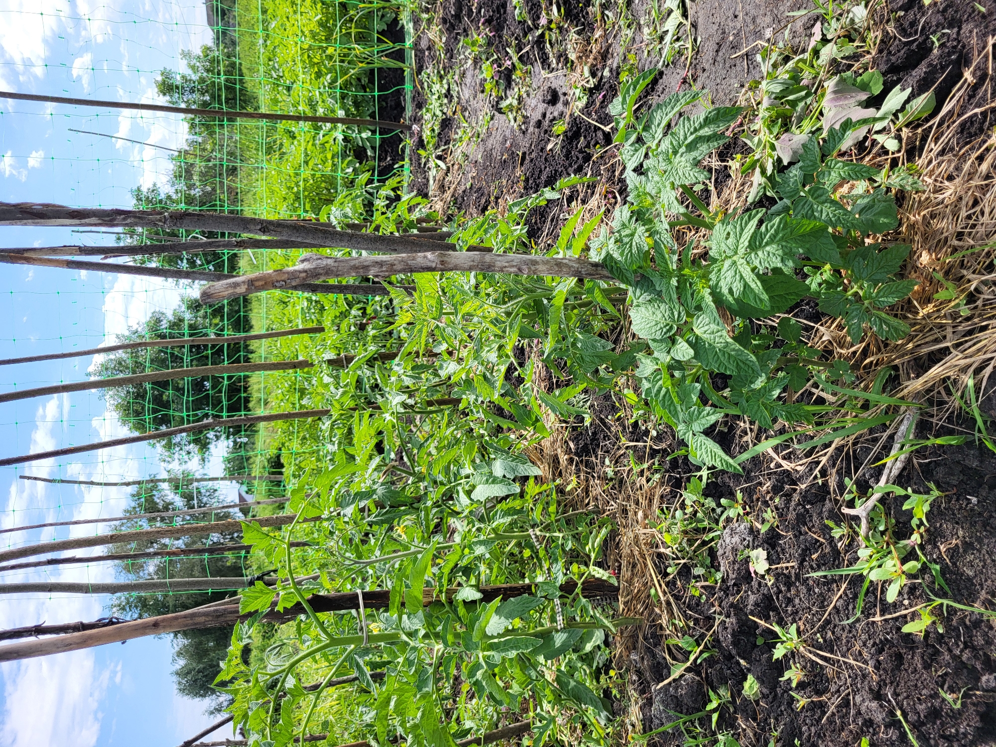 The image depicts a close-up view of a vegetable garden, likely in an outdoor setting. In the foreground, several young tomato plants are visible, staked with wooden poles and surrounded by straw mulch. The plants are healthy and green, with some showing small yellow flowers, indicating early fruit development. The soil is dark and appears moist. In the background, rows of more plants extend into the distance, with a green net trellis visible in the middle ground. The sky above is blue with scattered white clouds, suggesting fair weather. The overall impression is that of a well-tended garden during the growing season. There are no people or animals present in the image. The location is identified as Zolotonosha, Ukraine.