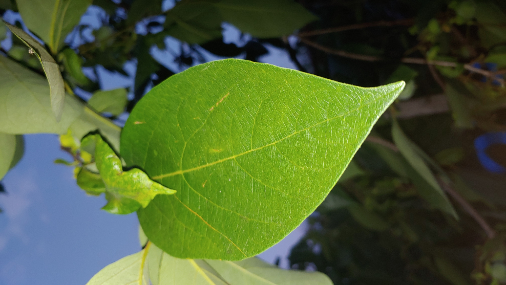 An extreme close-up, eye-level shot focuses on a large, vibrant green leaf with prominent veins. The leaf has a heart-like shape, tapering to a point at the bottom and exhibiting a slightly ruffled texture along its upper edge. A smaller, more contorted green leaf grows from the base of the larger leaf, appearing somewhat unhealthy with yellow splotches. The background is a blur of dark green foliage and branches, with a sliver of pale blue sky visible at the top. The lighting suggests it is dusk or dawn, casting a soft glow. There are no people or animals present, and the image appears to be taken outdoors in a natural setting, likely a garden or park. There is no specific information to place this image in Mukachevo, Ukraine.