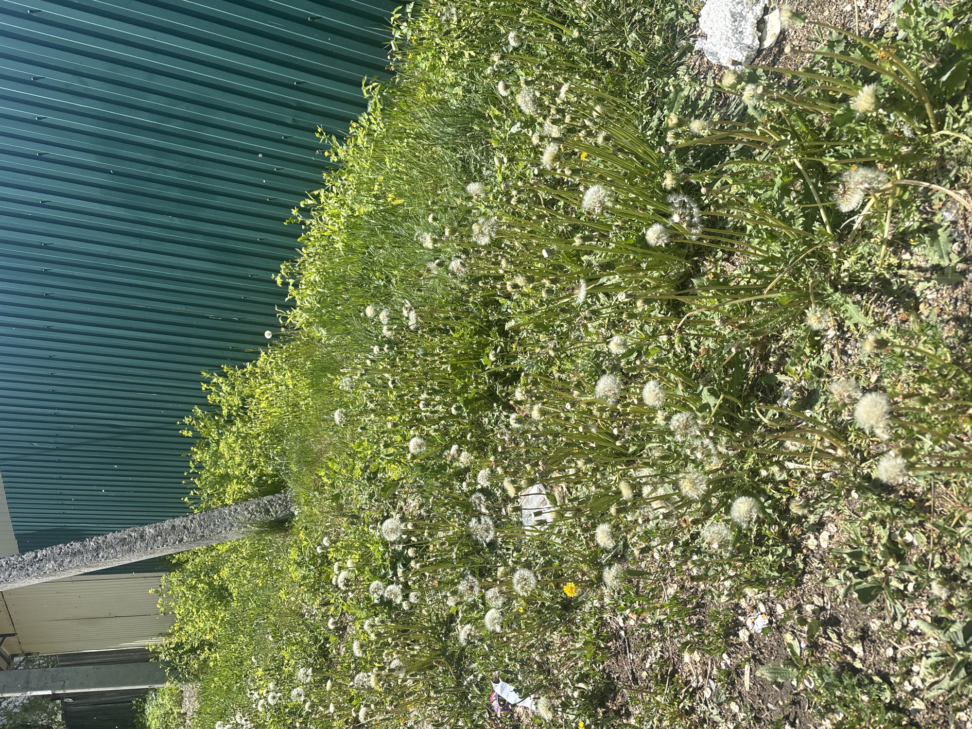 The image shows a patch of dandelions that have gone to seed, growing along a green corrugated metal wall. There's a small building structure partially visible on the left side. The location is unknown.
