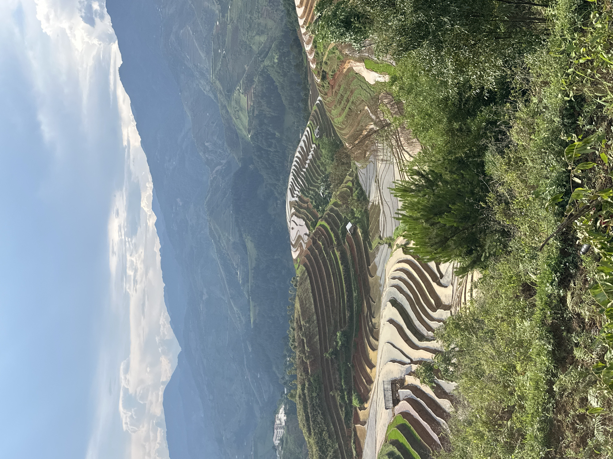 This panoramic photograph captures a magnificent mountainous landscape in Lao Chai, Vietnam, dominated by extensive rice terraces carved into the steep slopes. The terraces form intricate, undulating patterns across the midground, with many appearing to be filled with water, reflecting the bright daytime sky and scattered white clouds. This creates a striking visual of contrasting colors, including earthy browns of exposed soil, vibrant greens of developing crops, and the light blue hues reflected from the sky.
In the background, towering mountains, covered in lush green vegetation, recede into a hazy distance under a clear blue sky. The foreground is filled with dense green foliage and trees, framing the expansive view of the terraces and mountains beyond.
The image conveys a sense of peaceful grandeur, illuminated by bright daylight, suggesting clear weather conditions. While no human activity or people are explicitly visible, the presence of the meticulously sculpted terraces highlights human ingenuity and agricultural practices in this dramatic natural setting. No visible text is present in the image.