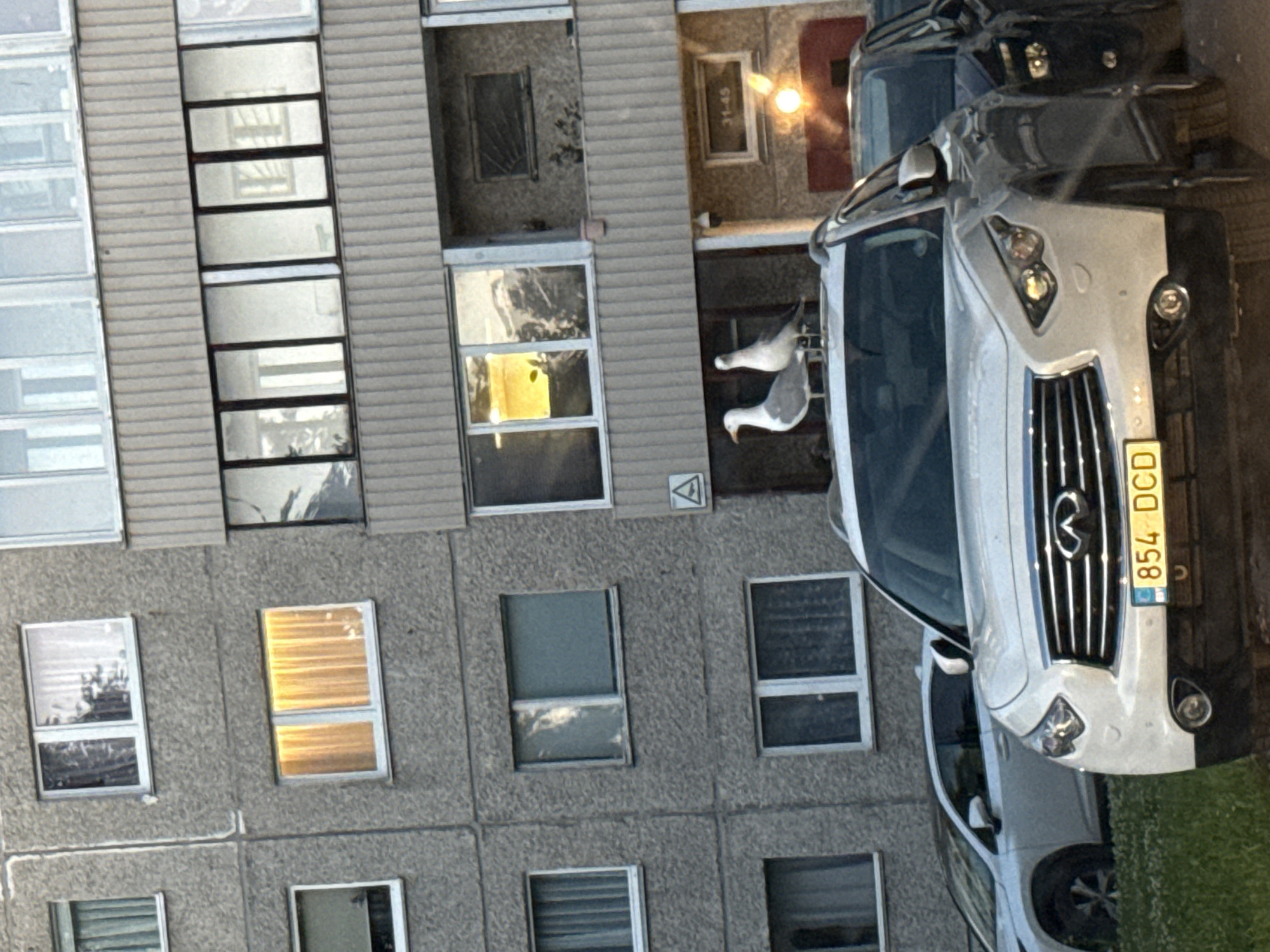 Two seagulls are perched on the roof of a white Infiniti QX70 SUV parked on a street in Tallinn, Estonia. The SUV has a yellow license plate with the characters "854 DCD". Another dark-colored vehicle is parked to the right of the Infiniti. The vehicles are parked in front of a large, grey apartment building with multiple stories and numerous windows. Some windows have yellow curtains illuminated from within, suggesting interior lighting. The building's facade appears to be textured concrete. The time of day appears to be late afternoon or early evening, indicated by the golden light reflecting in some windows and the angle of the sun. A small white triangle symbol within a circle is visible on the building's facade above the entrance to a ground-floor area. The ground is covered in grass.