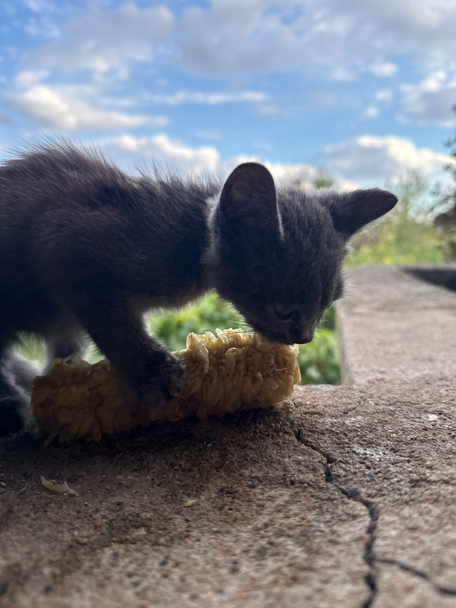 A small, grey kitten is seen close-up, facing right and down, nibbling on a piece of corn on the cob. The kitten's fur is fluffy, and its ears are prominent. It is positioned on a textured, greyish surface, possibly a concrete ledge or wall, which shows a visible crack. In the background, out of focus, are green foliage and a blue sky with scattered white clouds. The image appears to be taken outdoors. The location is Ekzarh Antimovo, Bulgaria.