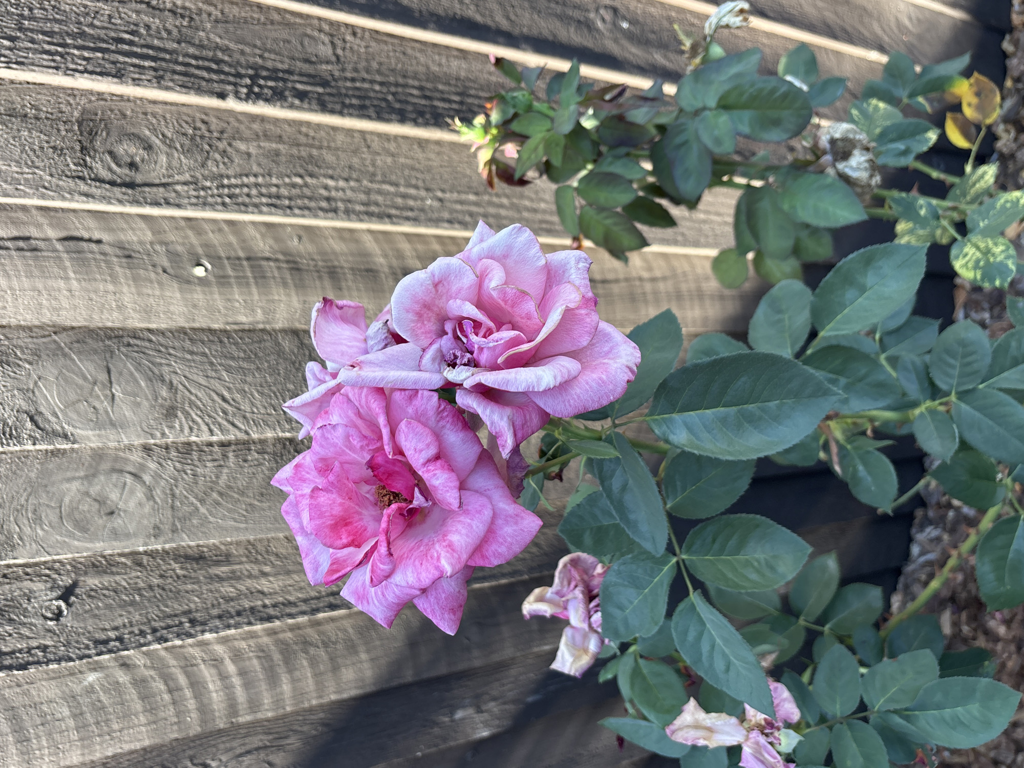 A close-up, eye-level shot of a cluster of bright pink roses in bloom, set against a wooden fence in Roseville, California. The fence, made of vertical wooden planks, casts distinct shadows from sunlight. The roses are the primary focus, with several fully open blooms and some wilting petals visible. Lush green leaves surround the flowers. To the right, another rose bush with smaller buds and green leaves is slightly out of focus. The ground beneath the plants is covered with mulch.