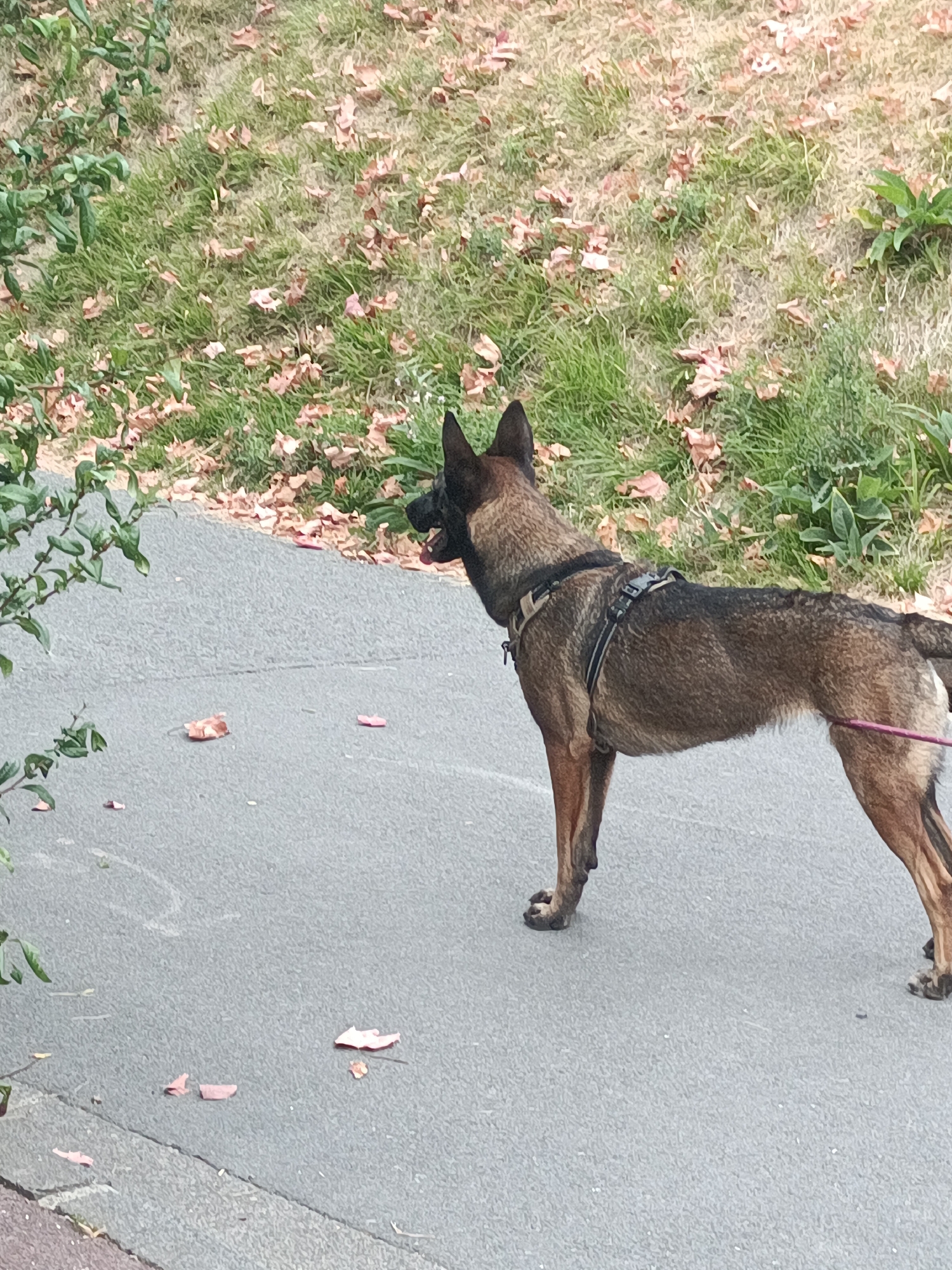 A medium-sized, tan and brown dog with a black harness and a pink leash is standing on a paved path. The dog is looking to its left with its mouth open. Behind the path is a grassy area with fallen leaves. The scene appears to be outdoors in a park or along a street. The location is identified as Houlgate, France.