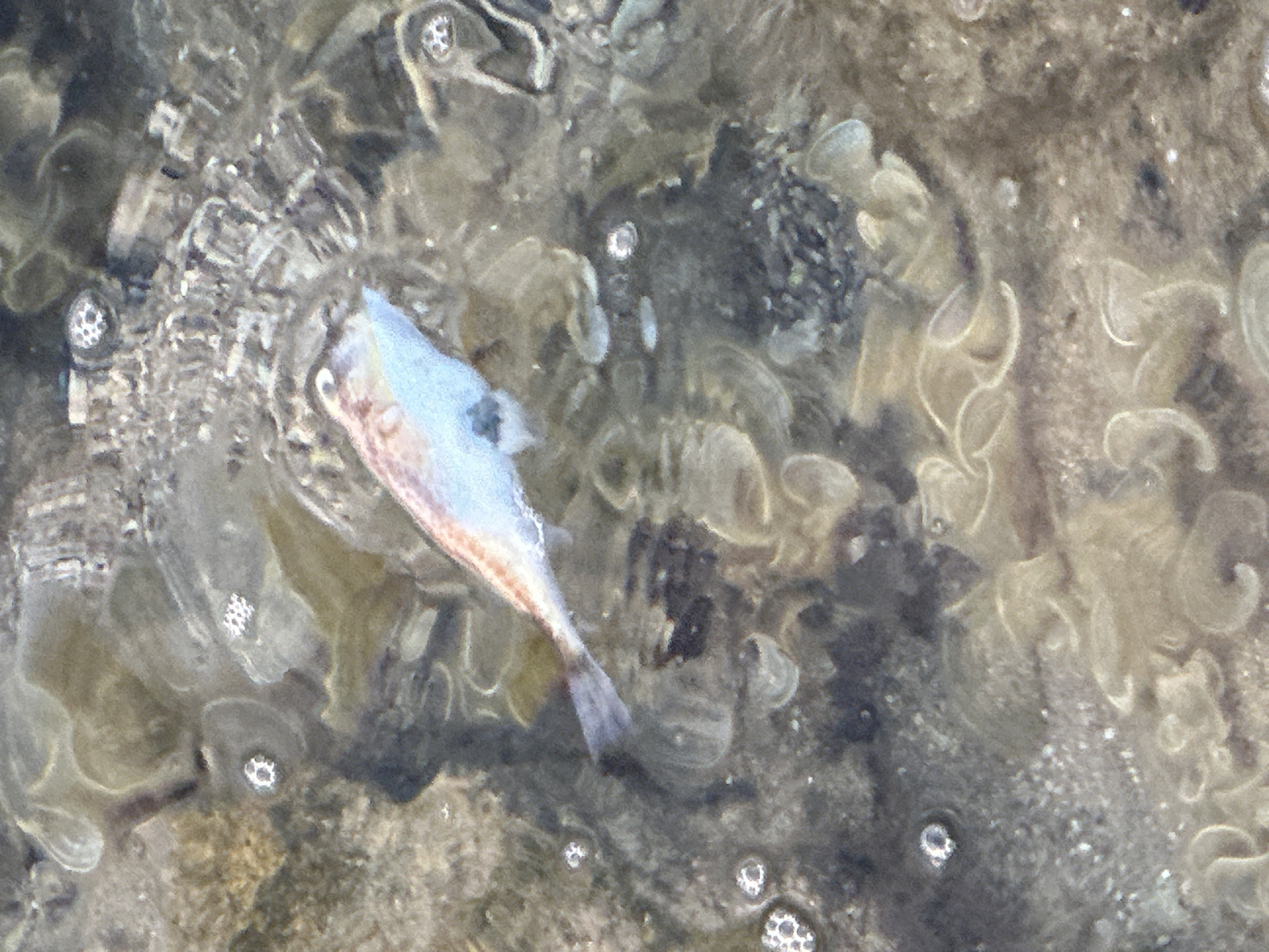 The image shows a dead fish floating in shallow, murky water. The fish is light blue and white with pinkish hues along its body and tail. It appears to be facing towards the left of the frame, with its eye visible. The water is somewhat clear, allowing the bottom of what appears to be a seabed or shallow pool to be seen. The substrate is a mix of sand, rocks, and some organic material that resembles seaweed or algae, with a pale, almost gelatinous texture and coiled shapes. There are several small bubbles visible in the water, particularly around the fish and on the surface. The lighting suggests it is daytime, with the light source coming from above, creating some reflections on the water's surface. The scene is likely a coastal environment or a tidal pool, given the presence of marine-like elements. The overall mood is one of stillness and decay. No text is visible in the image.