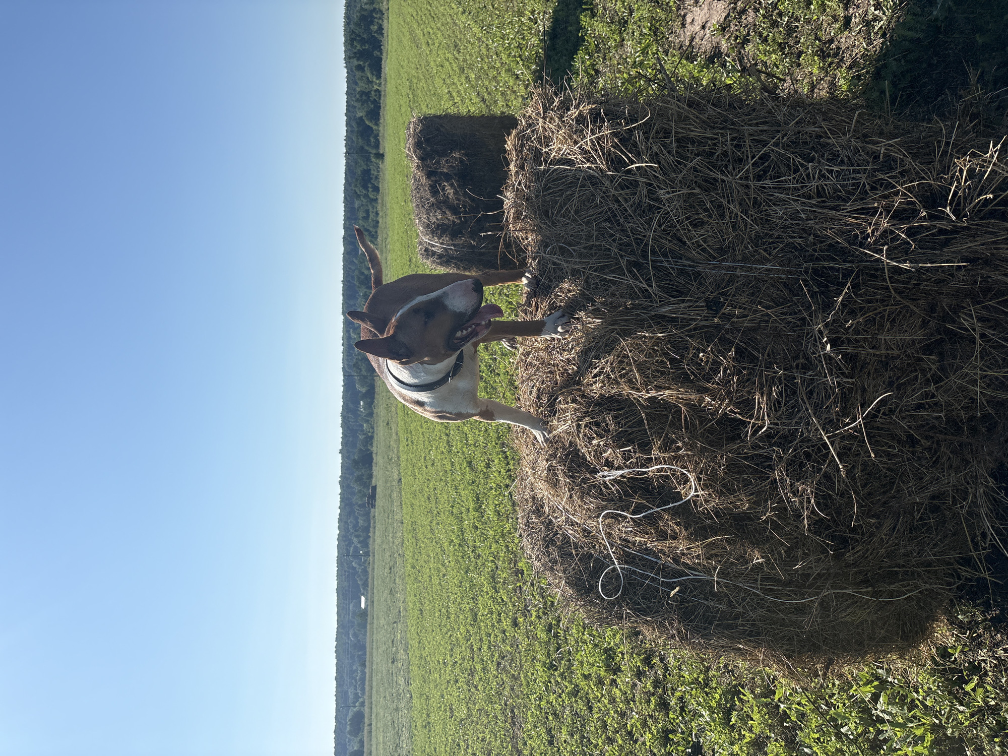A Bull Terrier stands atop a large, round bale of hay in a green field under a clear blue sky. The dog is predominantly white with brown markings on its head and back, and its tongue is hanging out. The hay bale is dry and consists of tightly packed straw. To the right and slightly behind the foreground bale is another, similar hay bale. The field is covered in short green grass with some patches of darker vegetation. In the distance, a line of trees forms the horizon, beyond which a faint, hazy blue sky is visible. The overall impression is a rural outdoor scene on a sunny day. The location is Ямурза, Russia.