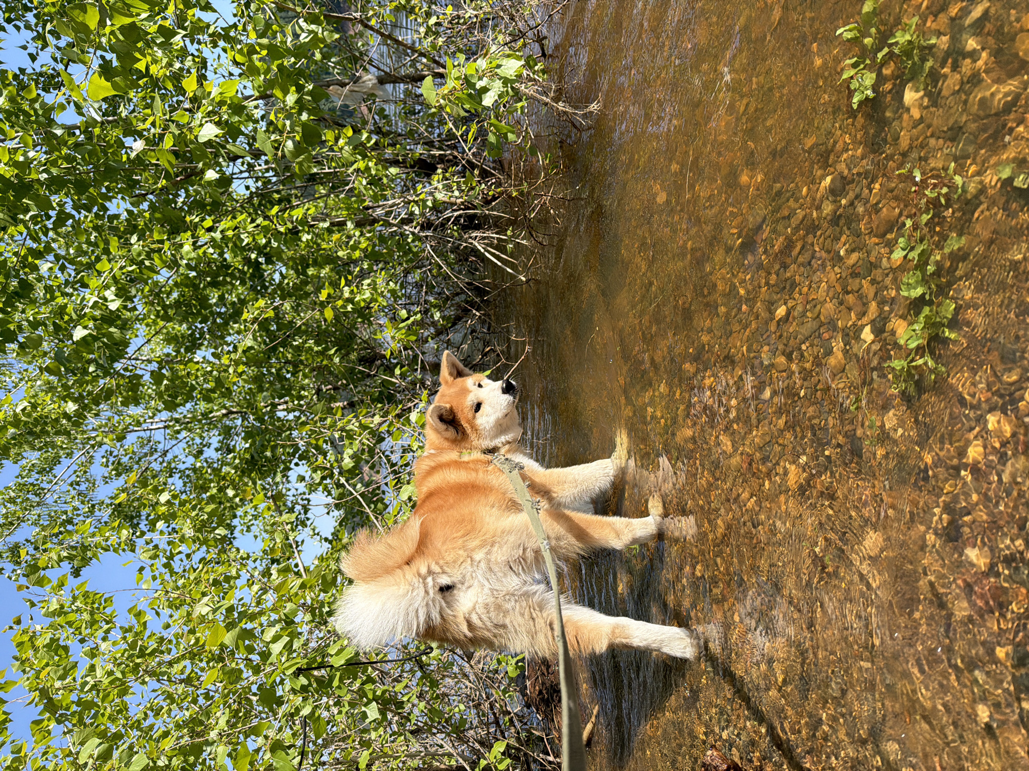 A Shiba Inu stands waist-deep in shallow, clear water at the edge of a wooded area. The dog is tan and white, wearing a collar and leash. The water is clear enough to see the rocky bottom. Trees with green leaves are to the dog's left. The location appears to be outdoors in a natural environment. This location is not identified as Noviy, Russia.