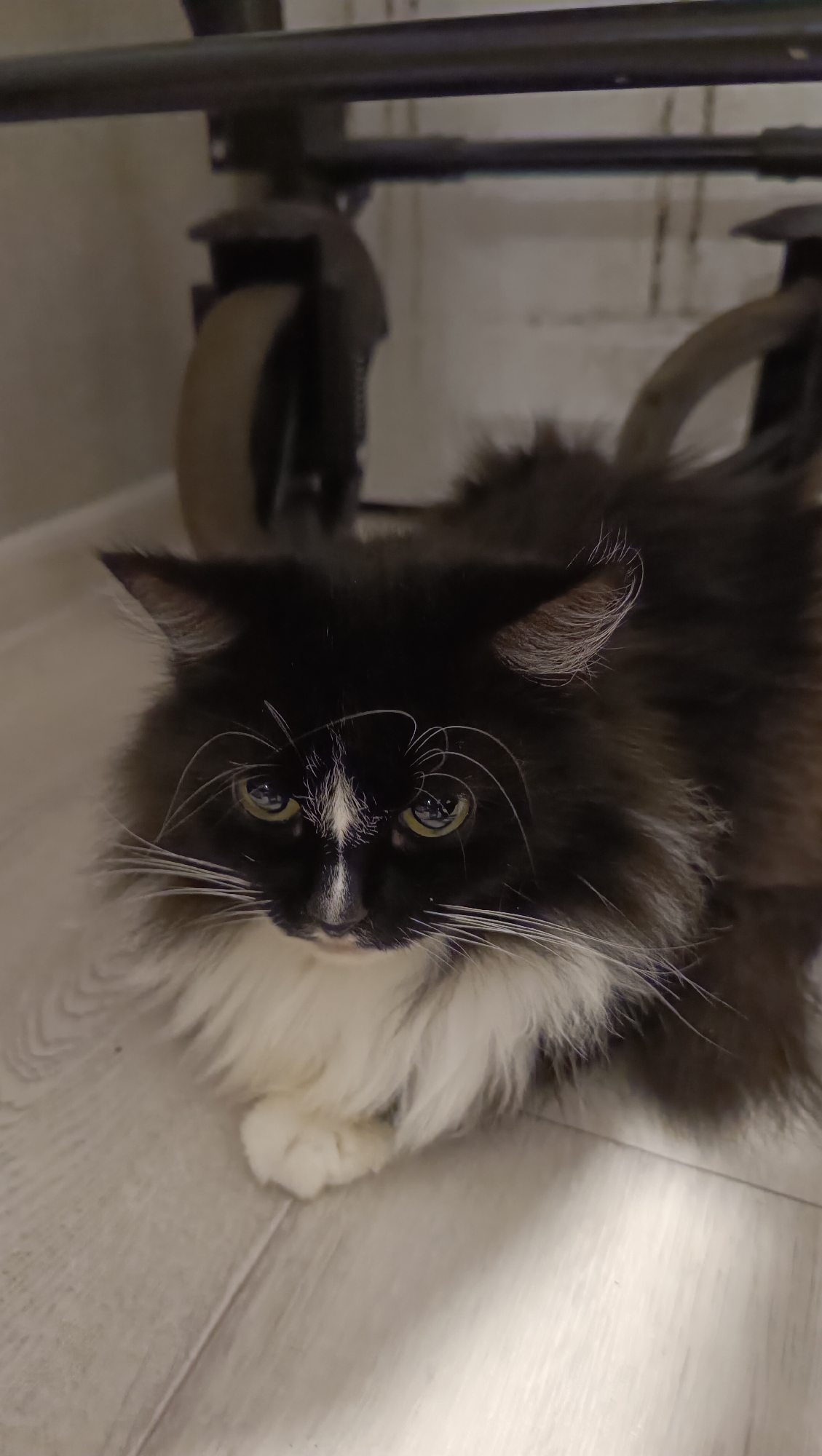 A black and white cat is lying on a light-colored wooden floor. The cat is looking directly at the camera with a slightly sad expression. Its fur is long and fluffy, with a white chest and white paws. The cat has green eyes and long white whiskers. In the background, a metal frame with wheels is visible. The overall lighting is dim. The scene is indoors, likely in a residential setting. The location of Chaikovsky, Russia is not discernible from the image.