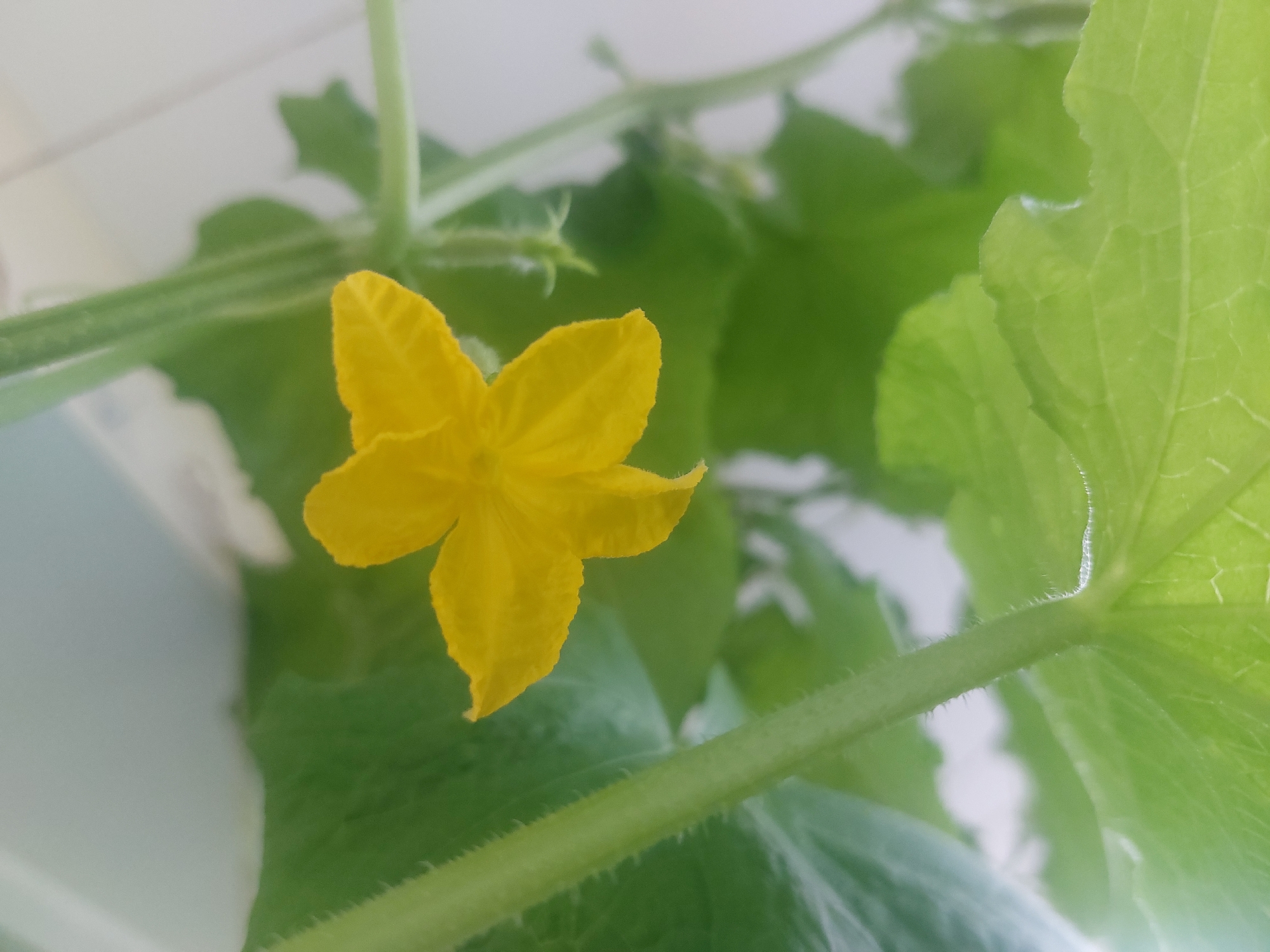 This is a close-up photograph of a vibrant yellow cucumber flower blooming among lush green leaves and stems. The flower, with its five delicate petals, is the clear focal point, positioned slightly to the left of the center. Its bright yellow hue stands out against the softer greens of the surrounding foliage. The leaves are large and broad, showing a slightly crinkled texture and prominent veins. The stems are green and appear fuzzy with fine hairs. The background is softly blurred, consisting of more green leaves and a bright, hazy white area, possibly indicating an indoor setting with artificial light or an overcast sky. The lighting suggests it is daytime, but the specific time and weather conditions are indeterminate due to the indoor appearance. There is no visible text in the image. The overall impression is one of growth and nature's simple beauty.
