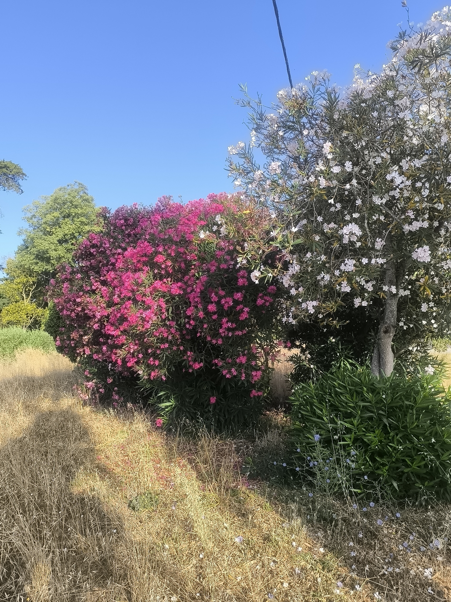 The image captures a sun-drenched scene with a bright blue sky. In the foreground, dry, golden grass fills the lower half of the frame, with patches of sunlight casting shadows. To the right and center, a lush green bush is visible. Behind the green bush, a large oleander bush with vibrant pink flowers dominates the left-center of the image. To the right of the pink oleander is a tree with numerous small white flowers. In the background, several trees with green foliage can be seen. The overall impression is of a Mediterranean landscape, likely in Setúbal, Portugal, given the abundance of oleander and the dry, sunny conditions. There are no people or animals present in the image, nor any visible structures or man-made objects beyond a thin black line that appears to be a power line stretching across the top of the frame.