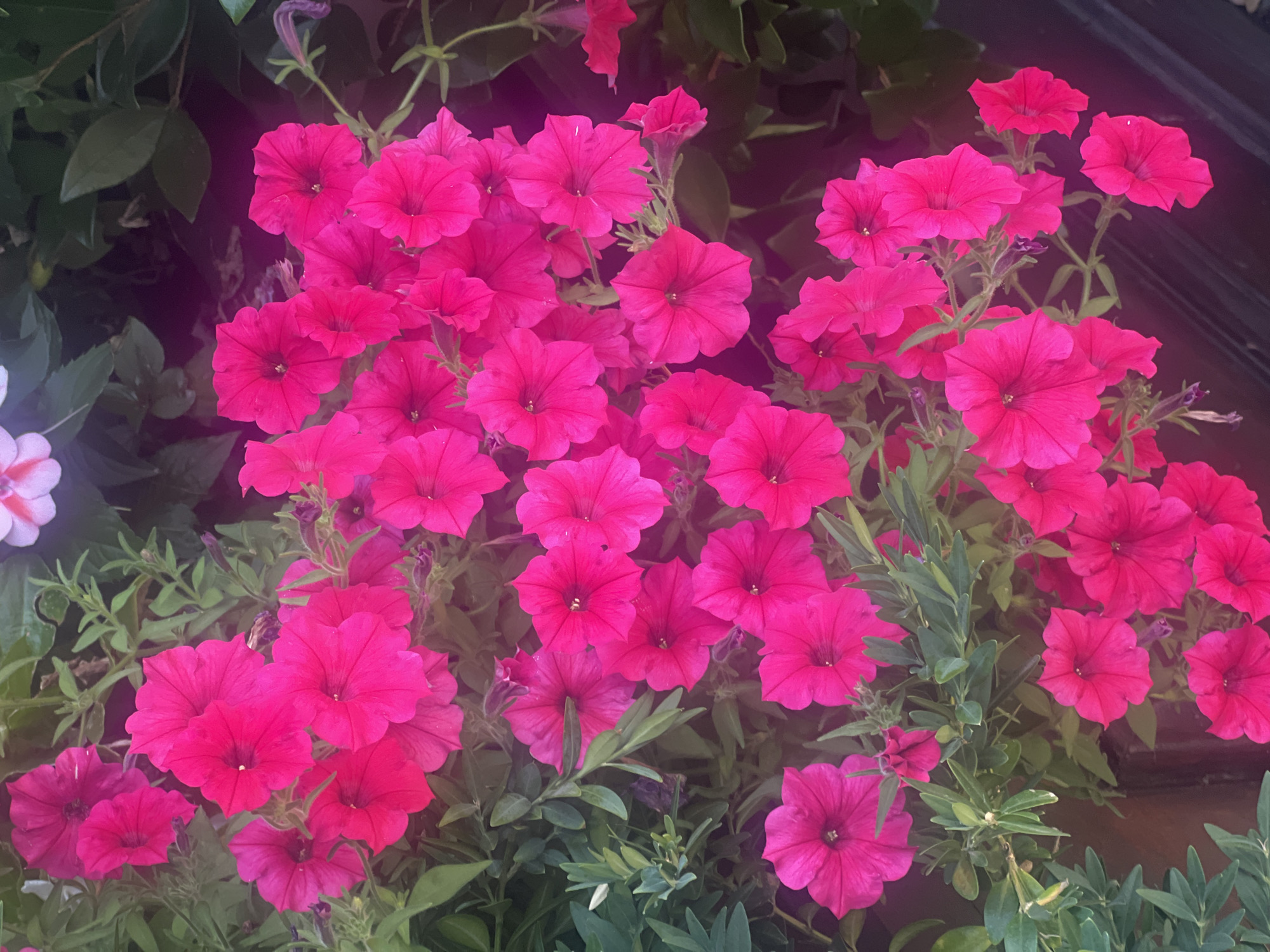 The image shows a close-up view of a dense cluster of vibrant pink petunias. The flowers are in various stages of bloom, with some fully open and others still partially closed. Their petals are ruffled and slightly translucent, showcasing a rich, saturated pink hue. Green foliage, consisting of small, oval-shaped leaves and slender stems, surrounds and supports the flowers. In the background, hints of other floral elements and darker, out-of-focus greenery can be observed, suggesting an outdoor garden or planting arrangement. There are no people visible in the image, and no specific urban landmarks or environmental indicators that would pinpoint the location to Iași, Romania. The scene is purely botanical.