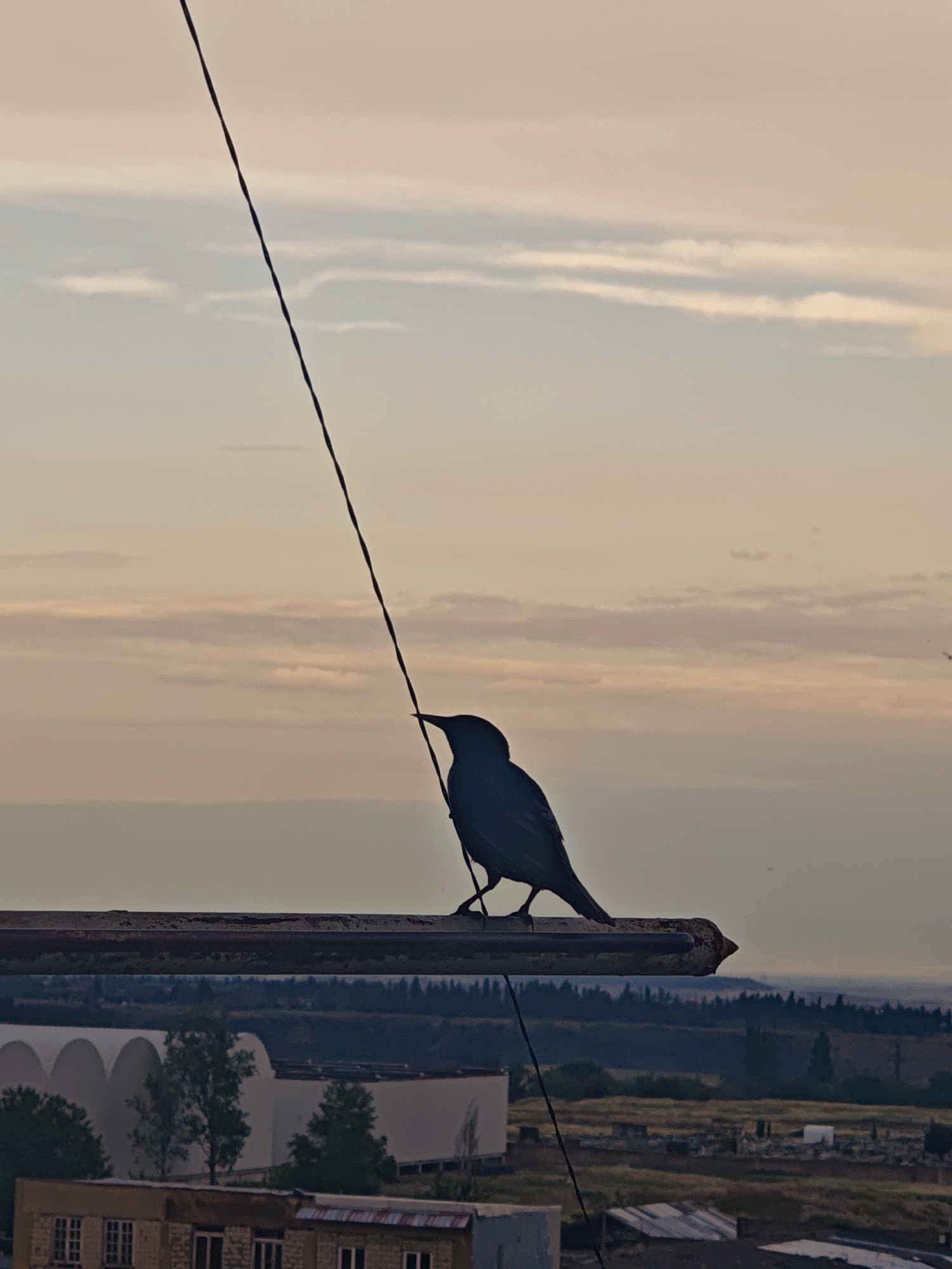 A silhouette of a bird is perched on a metal bar, its body facing left with its head turned upwards. The bird is positioned in the foreground, partially obscuring a thin wire that runs diagonally across the frame from the top left to the bottom right.
The background reveals a hazy, expansive view of a city at dusk or dawn. The sky is painted with soft hues of orange, pink, and pale blue, with wispy clouds streaking horizontally. Below the sky, a distant landscape is visible, characterized by a dark band of trees and then a more muted expanse of buildings and structures. In the mid-ground, several architectural elements are discernible, including arched structures and what appear to be industrial or storage buildings. Further in the foreground, closer to the viewer, are glimpses of residential buildings with visible windows and rooftops.
The overall impression is one of a serene, possibly urban, setting observed from an elevated vantage point as the day transitions. The location is identified as Tbilisi, Georgia.