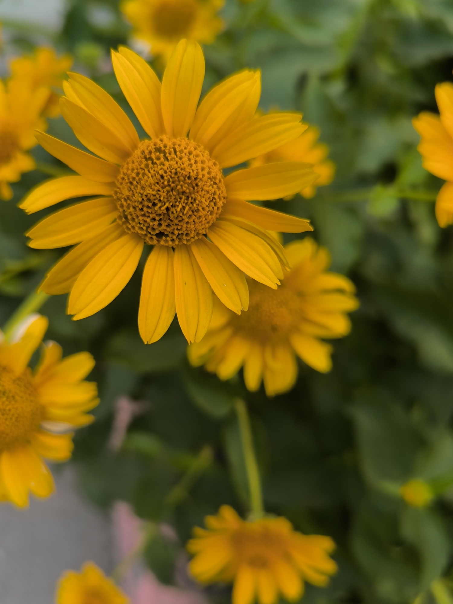 This is a close-up, vertical, eye-level, outdoor, shallow depth-of-field photograph of multiple yellow flowers in a garden setting. The flowers are helenium or a similar daisy-like variety with bright yellow ray petals and a textured, dark orange to brown center. The primary subject is a large, fully bloomed flower dominating the left and central portion of the frame. Its petals are fanned out, with some showing slight translucency and fine striations. To the lower left and out of focus, another yellow flower is visible, as well as a smaller, blurry flower in the lower right. In the background, dark green foliage creates a soft, blurred backdrop. There are no people or animals present. The lighting appears to be natural daylight, casting soft shadows and highlighting the vibrant colors of the flowers. There is no contextual information in the image itself to indicate the specific location in Novosibirsk, Russia; it depicts a generic garden scene.
