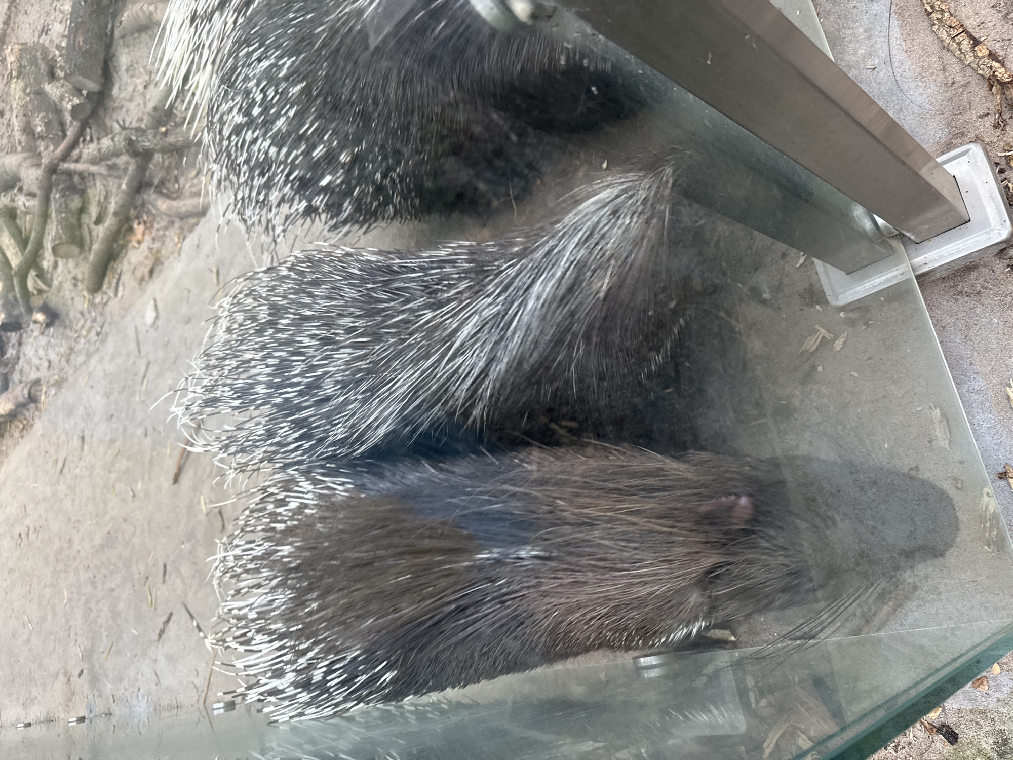 The image shows three porcupines viewed through a glass enclosure. The porcupines are facing away from the camera, with their quills prominently displayed. The porcupine on the left appears to have darker fur at its base, transitioning to lighter quills. The other two porcupines also have a dense covering of quills, with variations in coloration between dark brown and white. The ground within the enclosure appears to be dirt or sand, with some scattered debris, possibly from trees. The enclosure has a glass front and metal supports. The image was taken in Orlivshchyna, Ukraine.