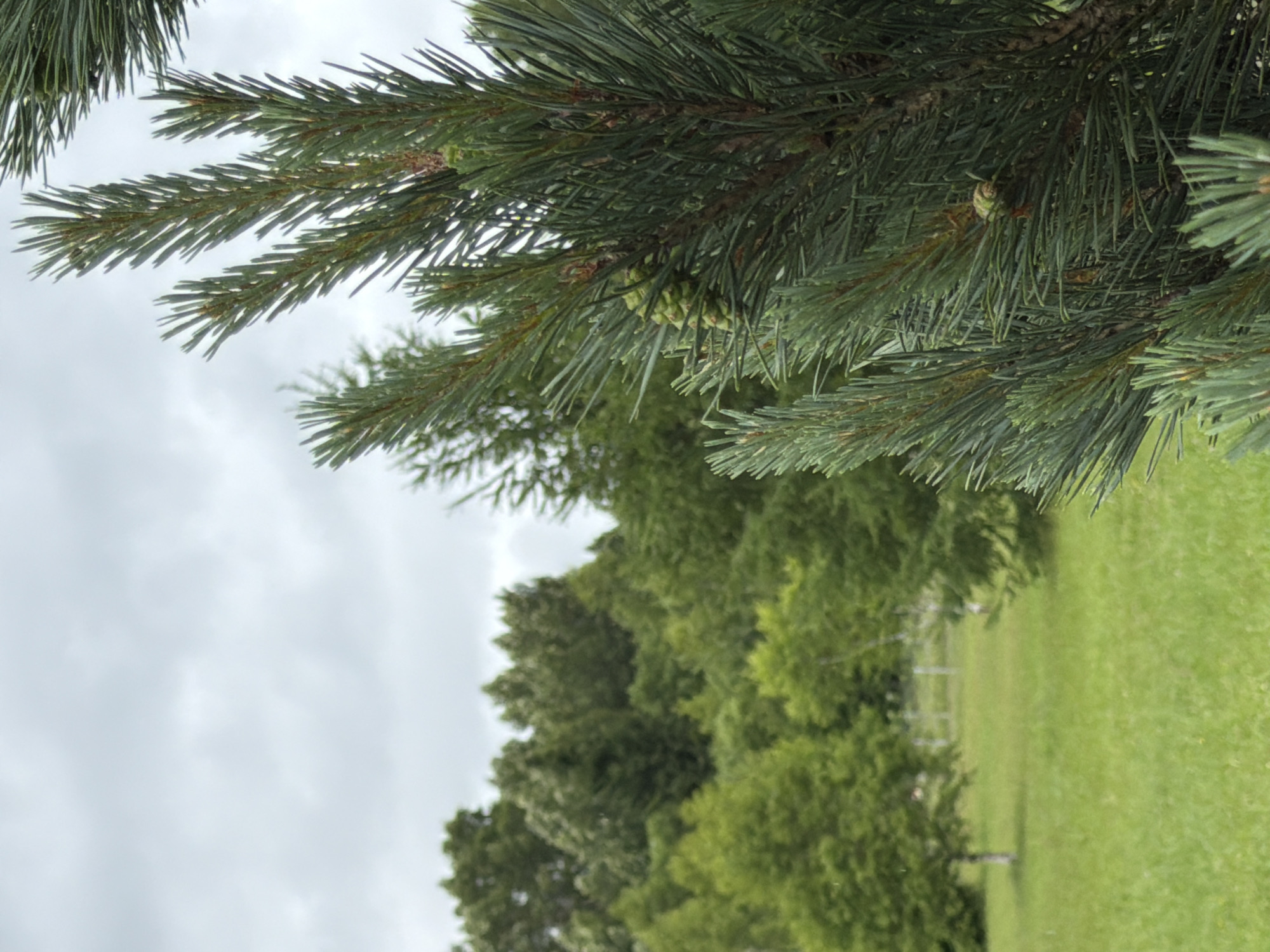 A close-up shot of a pine branch in focus is in the foreground, with a cone visible on the branch. In the background, a green field with scattered trees and a cloudy sky are visible. The image is an outdoor scene that appears to be in Akatovo, Russia.