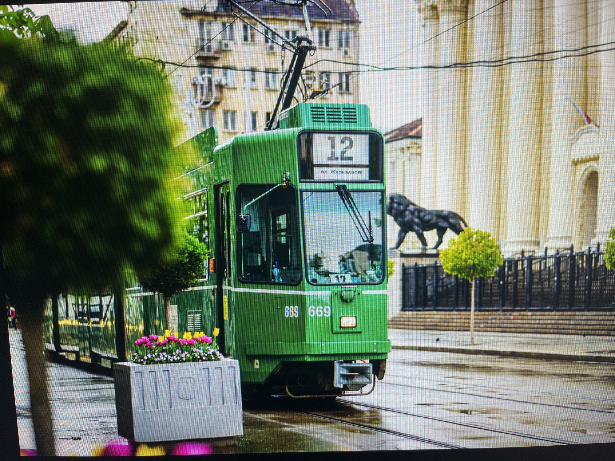 The image captures a vibrant green tram in a European city setting, likely Varna, Bulgaria, based on the provided context and visible Cyrillic text. The scene appears to be shortly after rain, as the asphalt street and tram tracks are visibly wet and reflective.
The primary subject is a bright green tram, numbered "12" on its front destination sign, with the Cyrillic text "ПА. ЖУРНАЛИСТ" (likely "PA. ZHURNALIST") below it, indicating its route or destination. The tram also bears the number "669" twice on its lower front. Overhead electrical wires for the tram are visible against the sky.
In the immediate foreground, a grey planter box filled with colorful pink and yellow tulips, interspersed with small white flowers, adds a touch of brightness. A blurred tree trunk and foliage occupy the left side of the frame, hinting at a street lined with greenery.
In the mid-ground and background, the urban environment unfolds. To the right of the tram, a grand, light-colored building with prominent classical columns stands, suggesting a public or historical edifice. A dark, crouching lion statue is positioned in front of this building, adding a notable landmark. Further left in the background, another multi-story building with numerous windows and visible air conditioning units provides a contrast in architectural style. The overall lighting suggests an overcast daytime, contributing to the soft, diffused light reflecting off the wet surfaces.