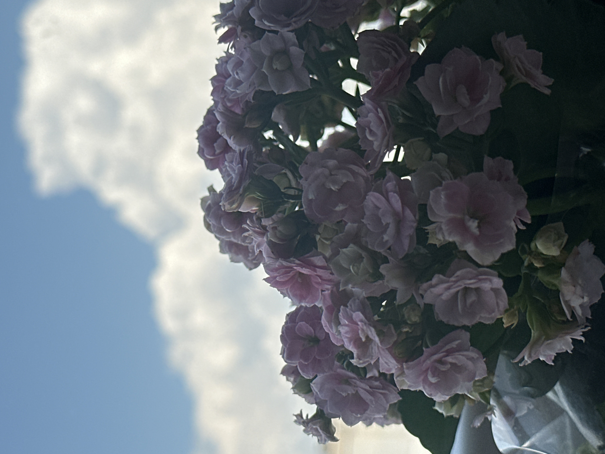A close-up, low-angle shot shows a cluster of pale pink flowers against a bright blue sky filled with large, fluffy white clouds. The flowers are tightly packed, with some individual blooms visible. The sky dominates the upper half of the frame, with the clouds creating a soft, diffused light. The lower portion of the image is filled with the flowers and dark green leaves. A hint of clear plastic wrapping is visible in the bottom left corner, suggesting the flowers may be a bouquet or a potted plant. The image does not provide any specific details to determine a location in the city of Sofia, Bulgaria.