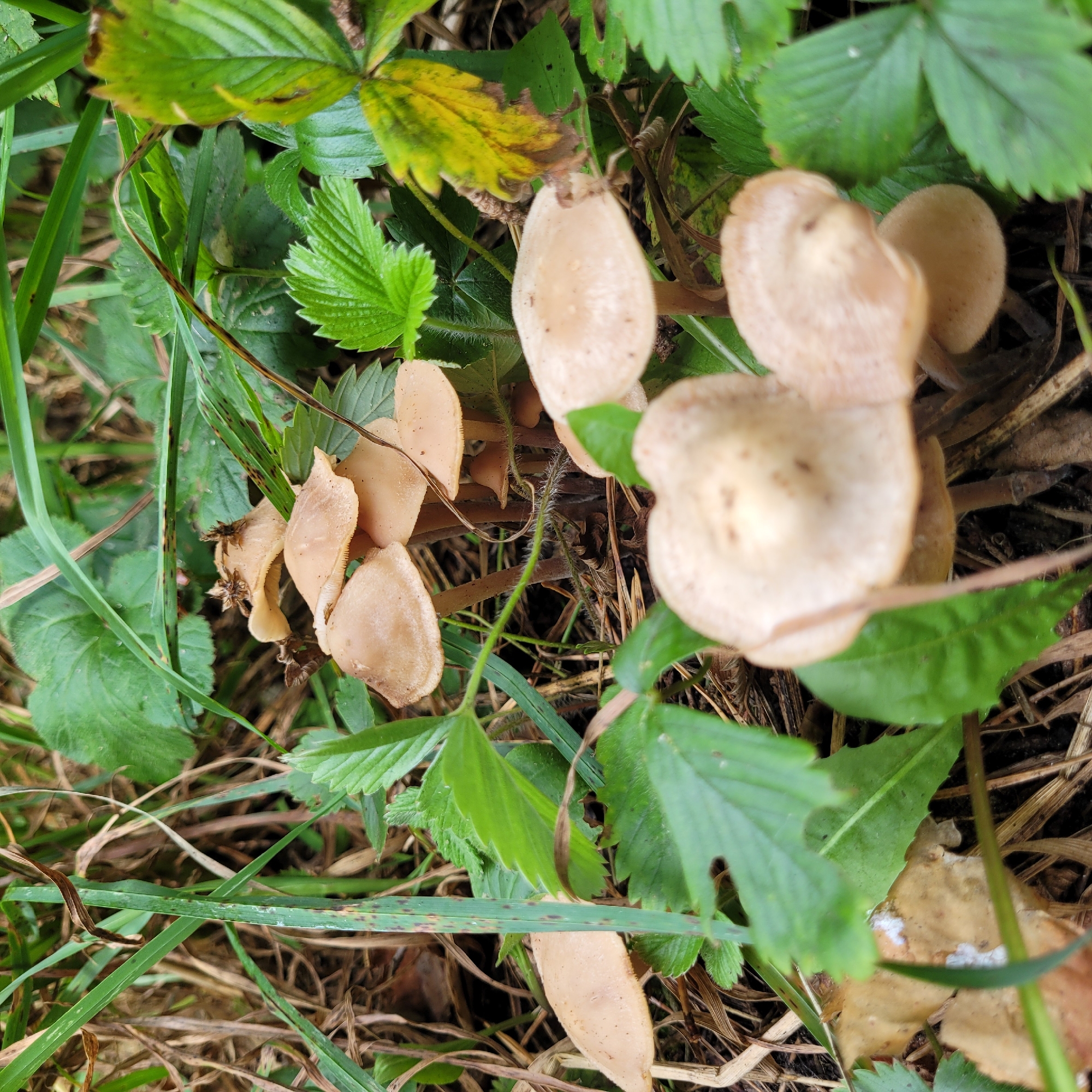 A cluster of small, light brown mushrooms with rounded caps and thin stems are growing among green leaves and dry grass on the ground. Some of the mushroom caps have a slightly darker, speckled appearance. A few of the mushroom stems are fuzzy. The environment appears to be a natural outdoor setting. There are no people or animals visible in the image. The image is focused on the mushrooms and the surrounding vegetation.