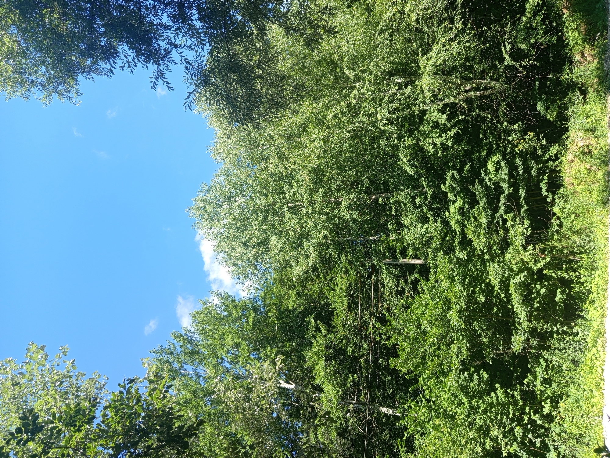 The image depicts a lush green forest with a clear blue sky. The trees are dense, with a variety of foliage and some lighter bark visible, possibly birch trees. There are some power lines strung between trees in the mid-ground. The foreground shows a grassy area with some shadows indicating the presence of a person or object just outside the frame. The scene suggests a natural, undeveloped area. The location is identified as Giaginskaya, Russia.