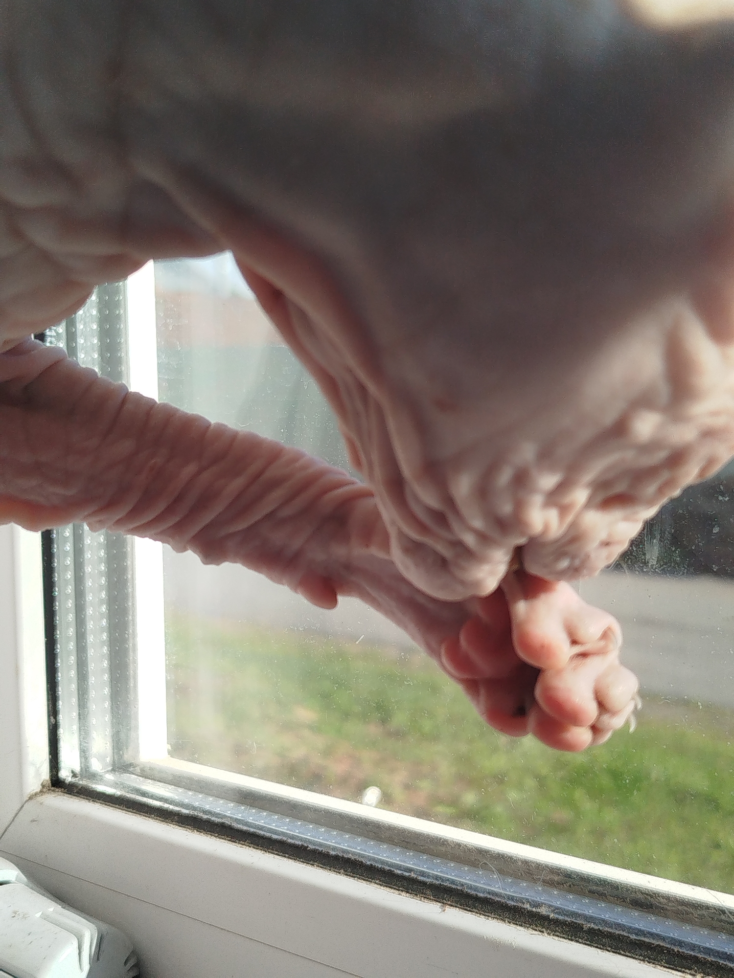 A close-up shot shows a hairless cat's paw and head pressed against a window. The cat's wrinkled skin is visible, and its paw appears to be reaching or grasping. Outside the window, a blurred green landscape suggests an outdoor environment with some vegetation. The window frame and sill are visible in the foreground, with a radiator or similar object to the left. The lighting suggests it is daytime. The image location is Zavodoukovsk, Russia.