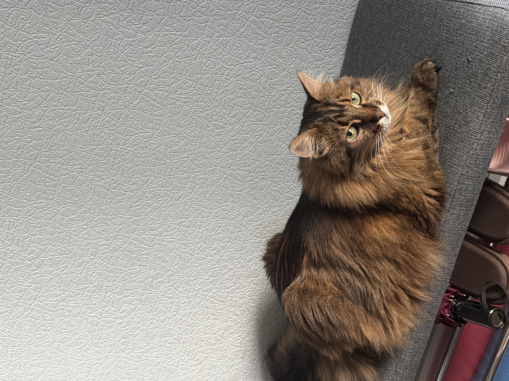 A long-haired brown tabby cat with green eyes is lying on a gray textured surface, possibly a bench or a couch. The cat is positioned in the lower half of the image, facing towards the right with its head slightly turned towards the camera. Its fur is thick and appears to be illuminated by natural light, casting a shadow on the surface below. The background is a textured, light gray wall. The scene appears to be indoors. The location of this image is unknown, and it is not possible to determine if it is in Kyiv, Ukraine.