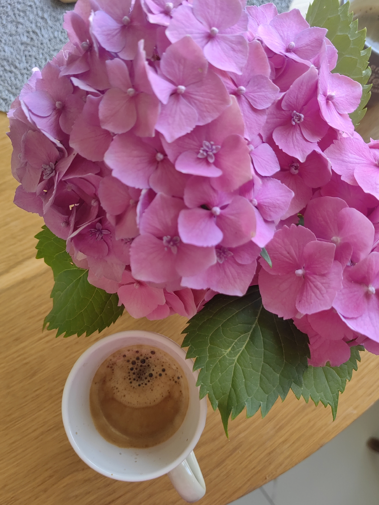 A close-up, overhead shot features a bouquet of vibrant pink hydrangeas. The flowers are lush and full, with layered petals, some showing a lighter pink hue. Interspersed with the blooms are dark green, serrated hydrangea leaves. Positioned below and to the left of the flowers is a white ceramic mug filled with frothy, dark brown coffee. The mug has a slightly speckled exterior. The setting appears to be a wooden table, its surface showing a light brown grain. The background on the upper left is a blurred, textured gray surface. The overall scene is well-lit, with the focus primarily on the hydrangeas and the coffee. The image is located in the city of Djerovo, Bulgaria.