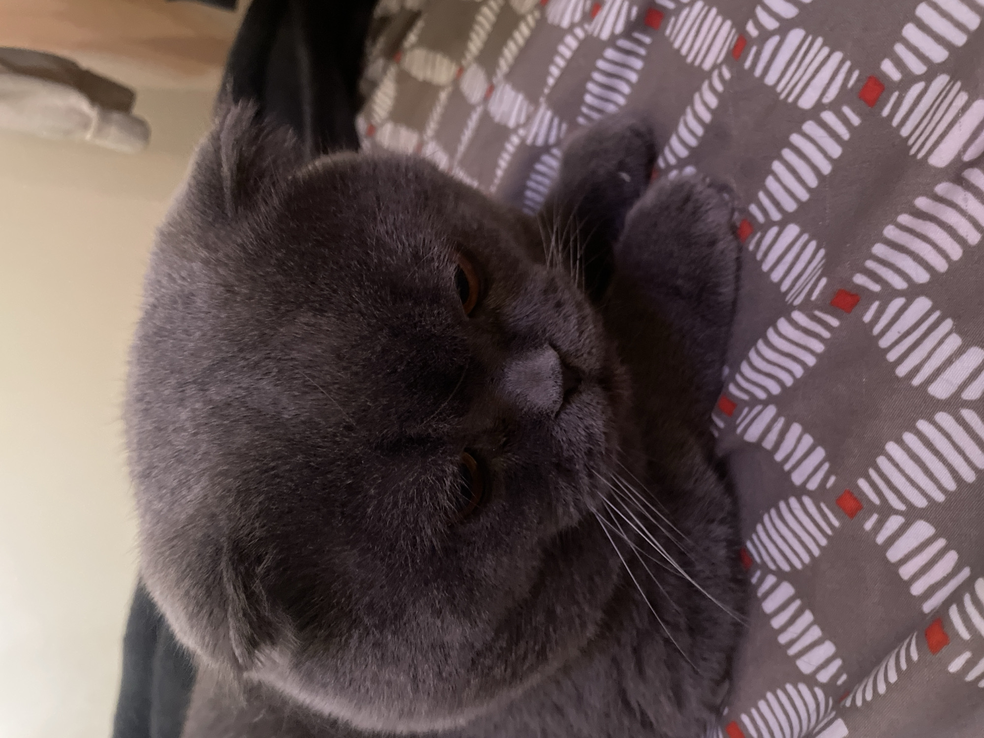 A close-up, medium shot captures a gray Scottish Fold cat lying on a patterned surface, its head bowed and eyes partially closed. The cat's fur is short and dense, with folded ears and prominent white whiskers. The background is blurred, showing hints of fabric and a light-colored wall. The surface the cat rests on has a repeating pattern of white and red geometric shapes on a brown background. The overall impression is of a calm, resting feline.