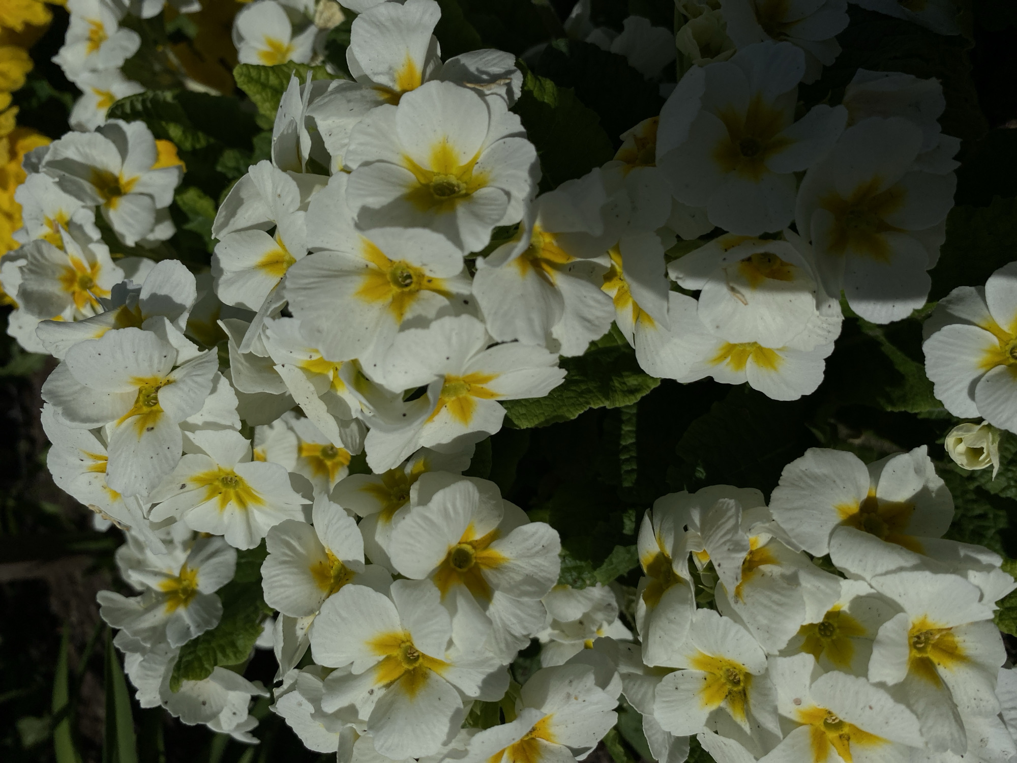 The image shows a close-up of a cluster of white and yellow primrose flowers, possibly planted in a garden or flowerbed. The flowers are in full bloom, and some are partially shaded. The location in Votkinsk, Russia cannot be confirmed based solely on the image.