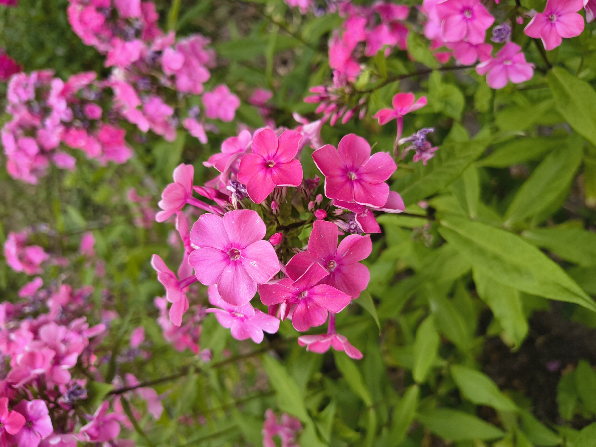 A close-up, slightly angled, full-shot photograph of a cluster of bright pink phlox flowers in bloom. The flowers are the main subject, with multiple blooms in various stages of opening, some fully open with five petals and visible stamen, others in bud. They are arranged in clusters on green stems with lance-shaped leaves. The background is a soft focus of more pink flowers and vibrant green foliage, suggesting a garden or park setting. The lighting appears to be natural daylight, highlighting the saturation of the pink petals. This image is likely from a garden in Olomouc, Czechia, given the context provided. There are no people or animals present.