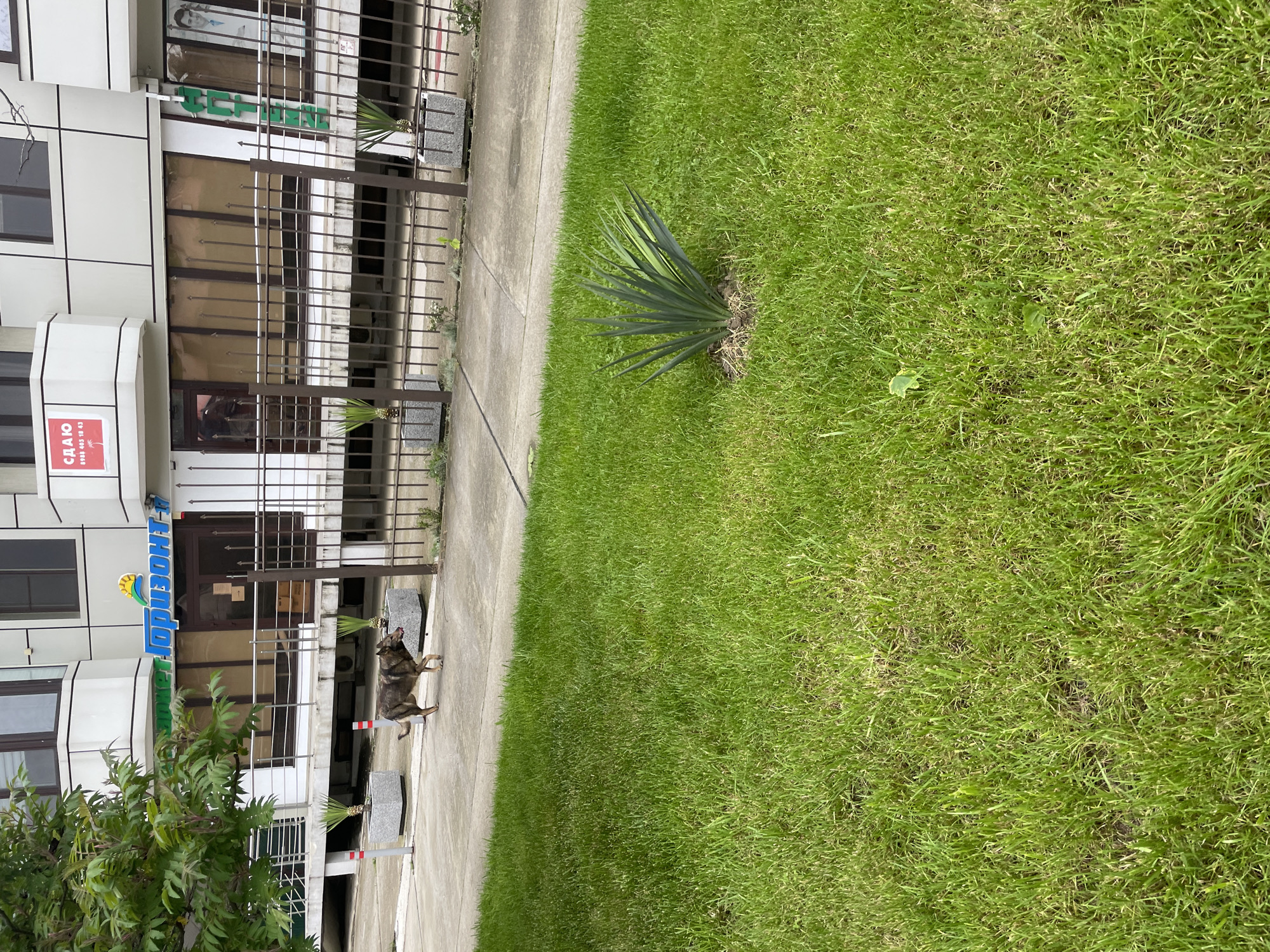 The image depicts a building in Olginka, Russia, with a lawn and sidewalk in the foreground. A dog is standing on the sidewalk in front of the building. The building appears to have commercial signage and some plants near the entrance. The lawn is green.