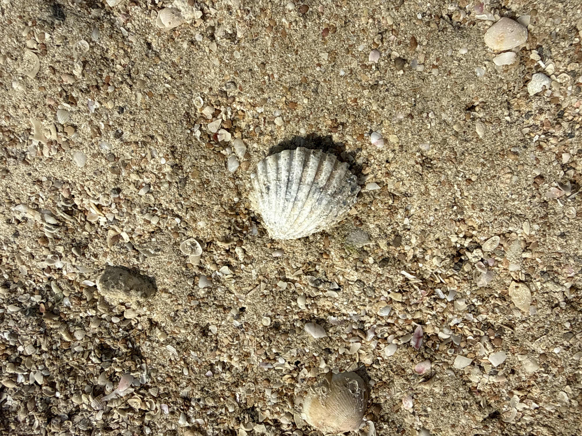 A close-up, overhead shot depicts a textured sandy beach scattered with small seashells and pebbles. The sand is a light tan color, with variations in tone due to the mix of shells and sand grains. Several seashells are visible, mostly broken into fragments, but a few intact ones are present. Notably, a prominent ribbed white seashell is positioned in the center right of the frame. To the left, another smaller, light brown shell rests on the sand. The lighting suggests it is daytime, with shadows indicating the sun is at an angle. The environment appears to be a natural beach setting, possibly in Dubai, United Arab Emirates, given the context. No people are present in the image.