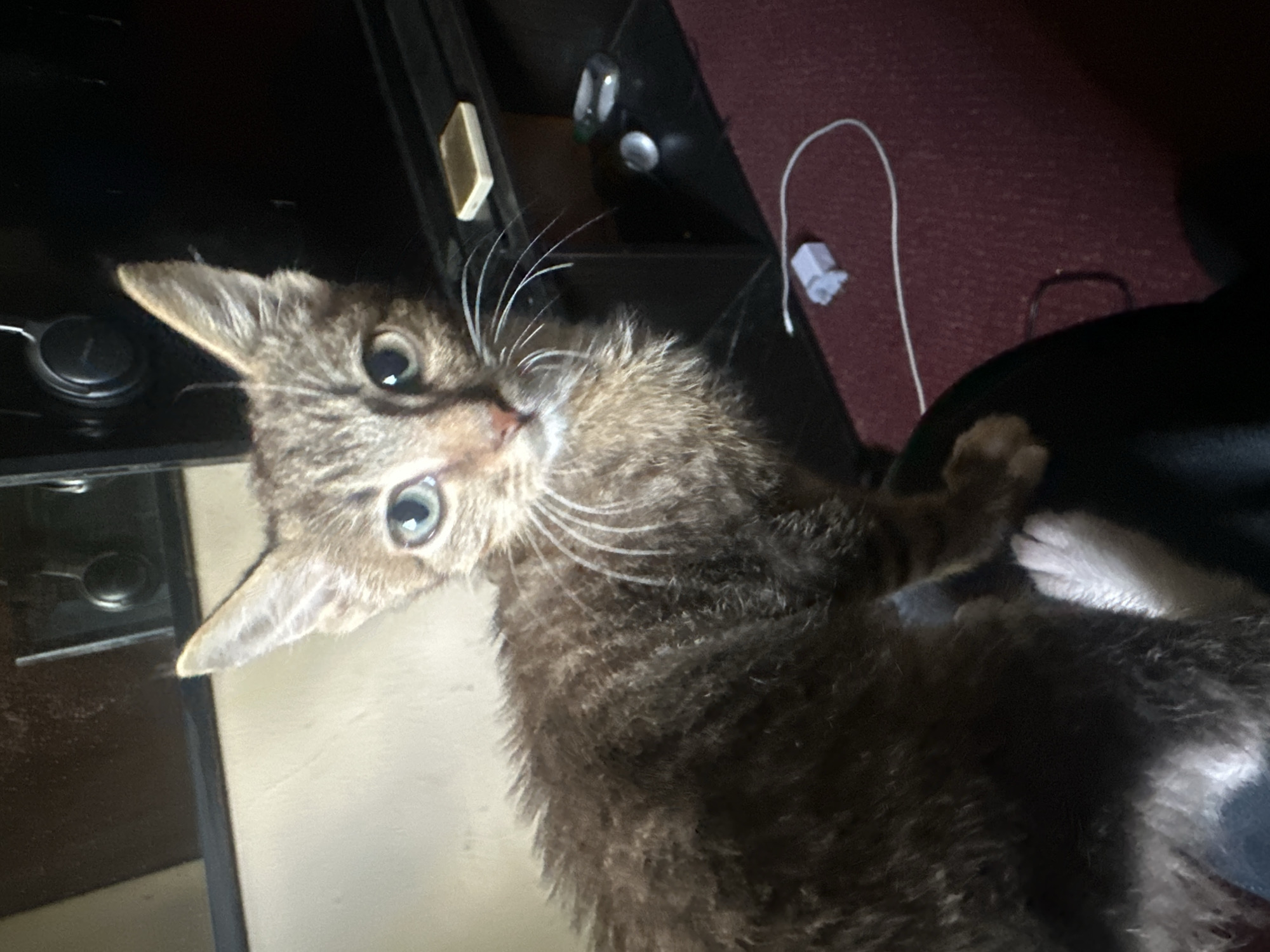 A tabby kitten with light green eyes sits on a person's lap in an indoor setting. The kitten's fur is somewhat ruffled. In the background, there is a dark surface with a white object and a white cord, a red carpet, and a partial view of a wall and a reflection in a mirror or screen. There are no observable identifying features of the city of Jos, Nigeria within the image.