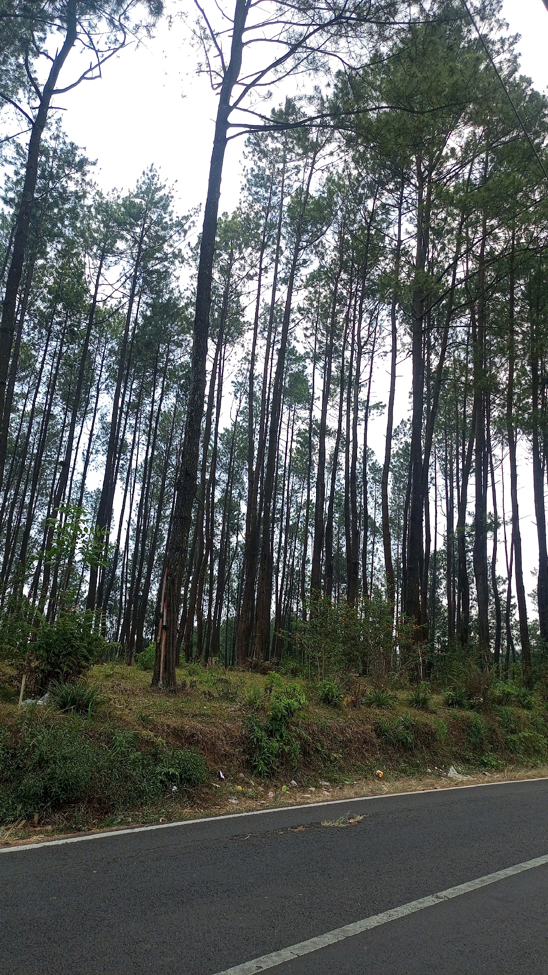 The image shows a road running alongside a dense forest of tall pine trees in Nongkojajar, Indonesia. The road is paved with asphalt and has a white line marking the edge. The forest is on a slight incline, with undergrowth of grass and smaller bushes along the roadside. The sky is overcast, and the light is diffused. There are no people or animals visible in the image. Some litter is scattered along the embankment beside the road. The overall impression is one of a natural, somewhat untamed landscape bordering a human-made thoroughfare.