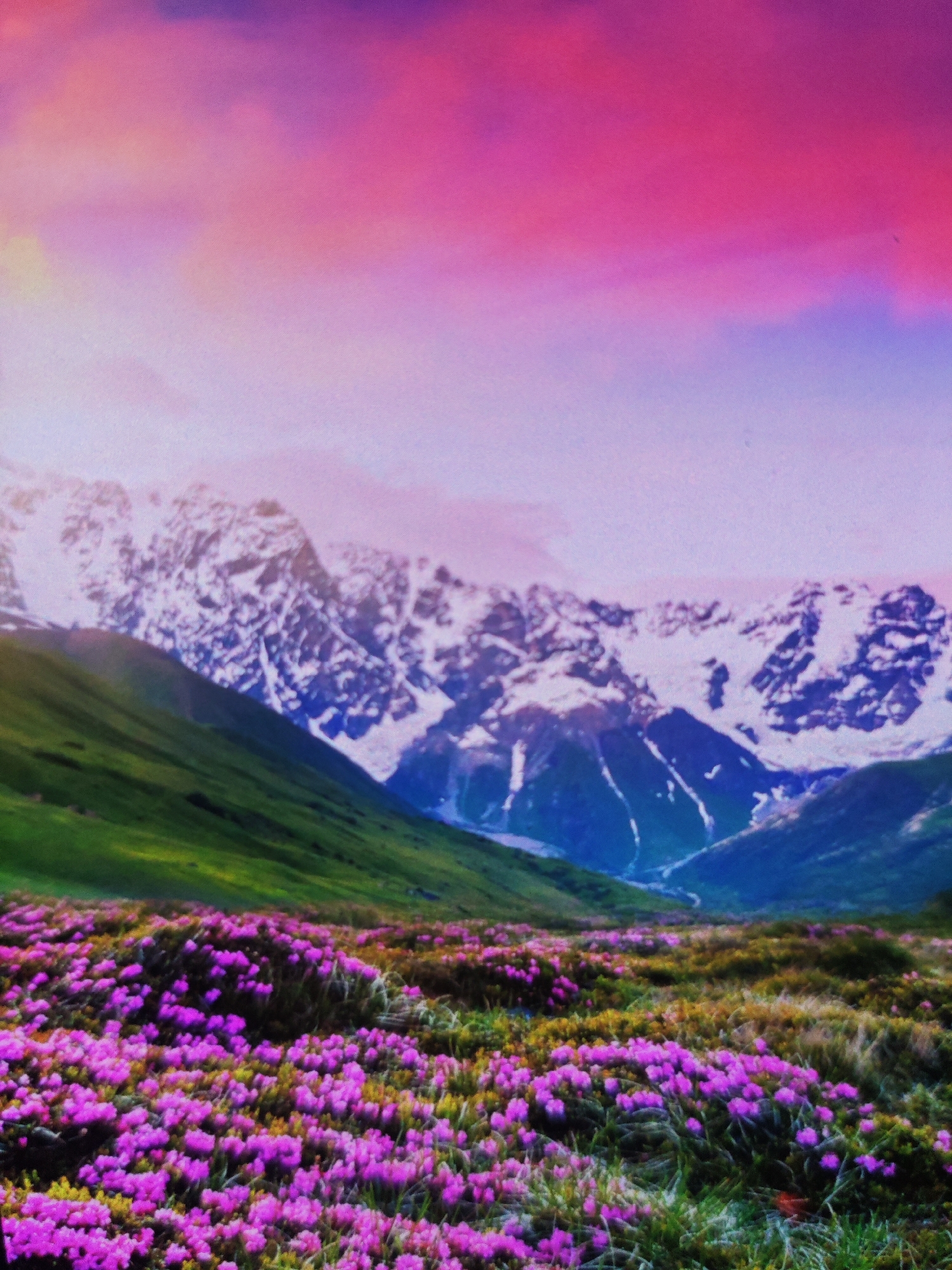 This image depicts a vibrant mountain landscape. In the foreground, a dense field of bright pink flowers carpets the ground, interspersed with patches of green grass and yellow wildflowers. Beyond the flower-filled meadow, a steep, green mountain slope rises, leading to a backdrop of majestic snow-capped mountains. The sky above is a dramatic gradient of pink and purple hues, with soft clouds contributing to the ethereal atmosphere. There are no people or man-made structures visible in the image. The scene appears to be a natural, unspoiled wilderness. The city of Armavir, Russia is not depicted in this image, as the scenery is clearly a mountainous region.