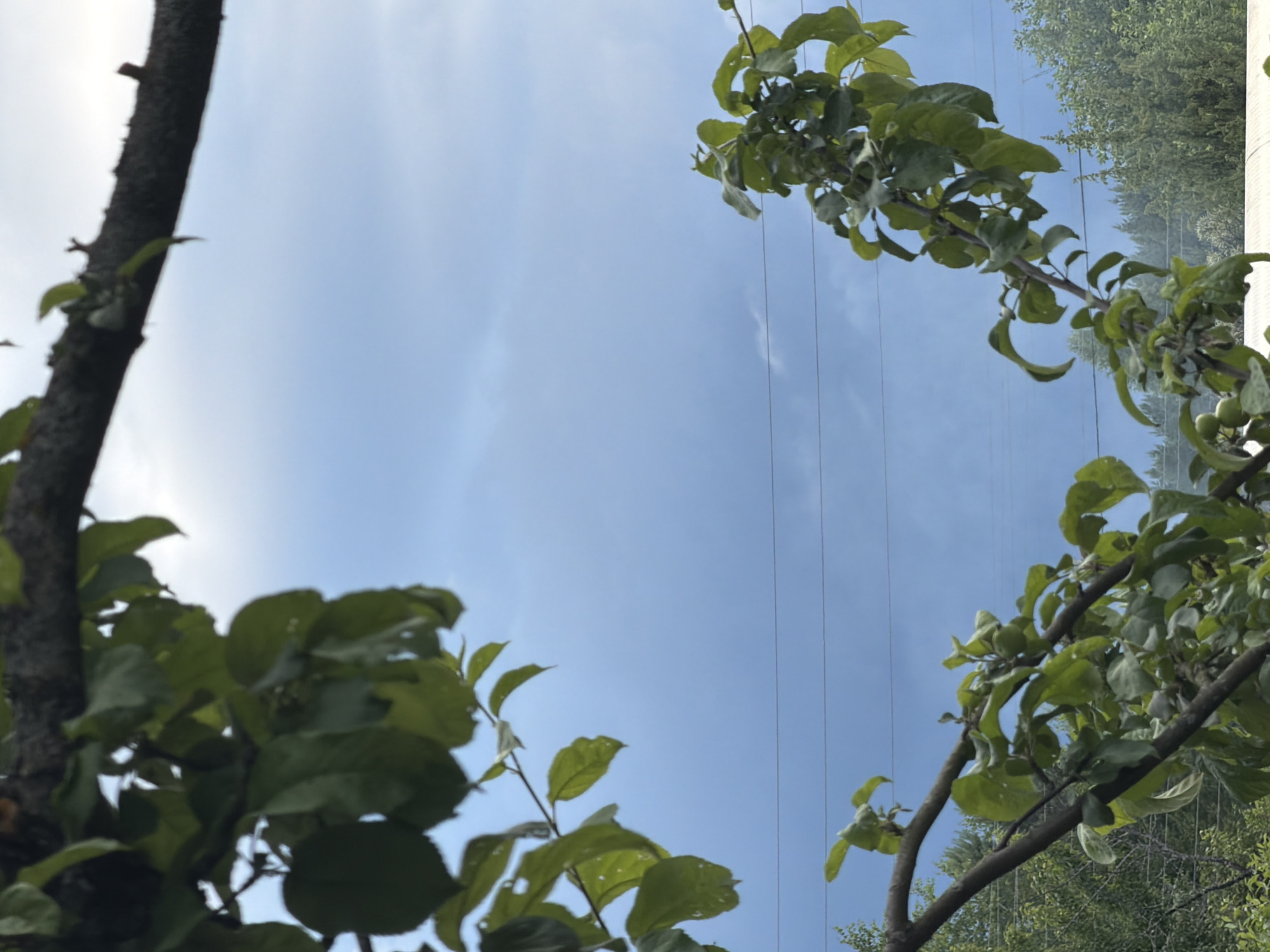 A low-angle shot frames a pale blue sky with scattered, thin clouds, intersected by two thin, dark horizontal power lines. In the foreground, branches of a leafy tree, laden with small green fruit, extend from the top and right sides of the frame, their leaves a vibrant green. Below these, another branch with similar foliage emerges from the left, creating a natural, organic border. The background shows a dense line of green trees. The overall scene suggests an outdoor, likely rural or suburban environment, possibly in or around Petukhi, Russia, given the presence of power lines and deciduous trees. No people or animals are visible.