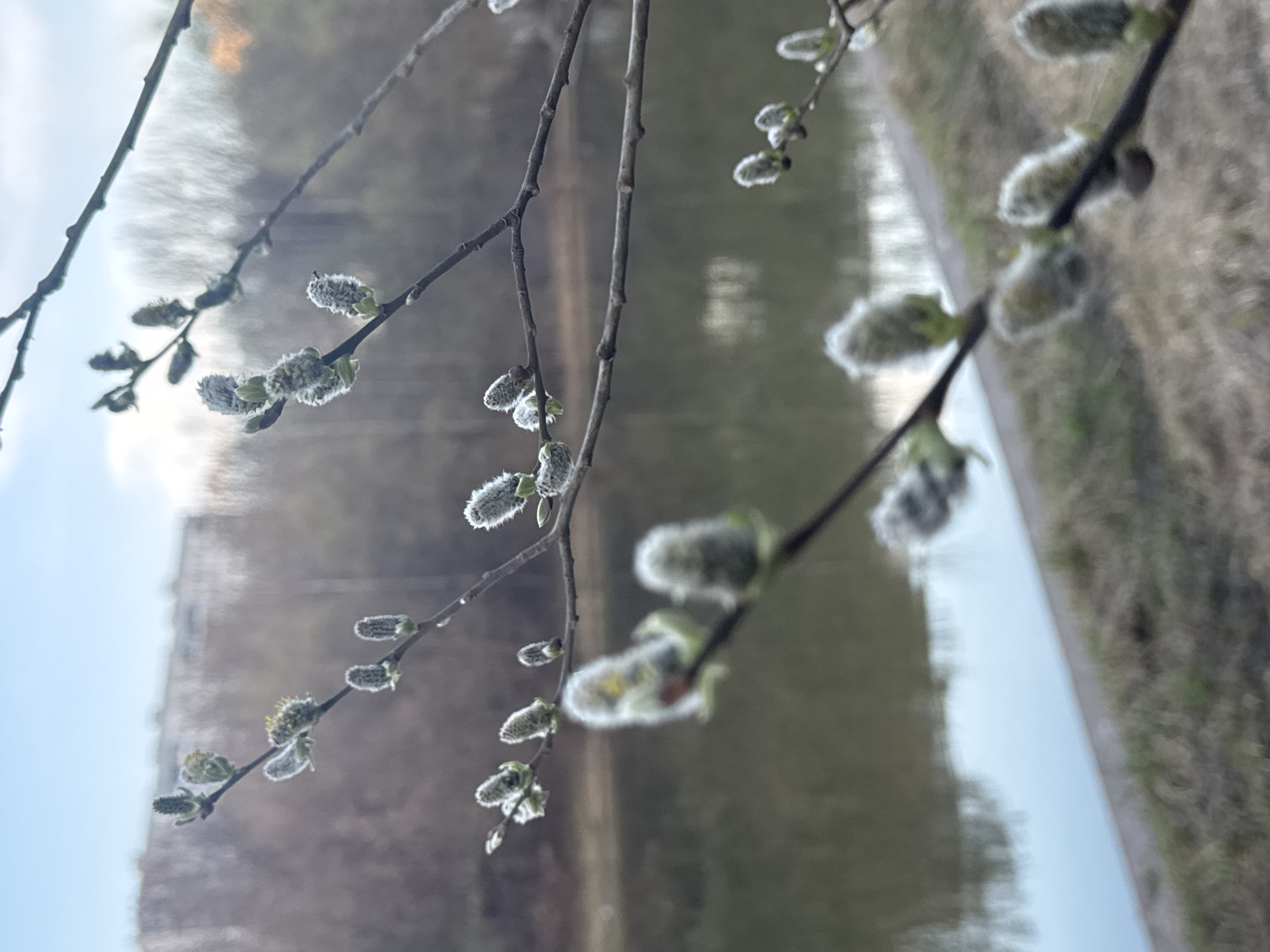 A close-up shot of pussy willow branches with budding catkins occupies the foreground, blurred and angled against a soft-focus backdrop. The background appears to be a waterway with reflections of a structure (possibly a building) and the opposite bank. The sky is visible as a pale blue strip. Given the subject matter, the image likely originates from an outdoor location in a temperate climate. It is not possible to confirm that this picture was taken in Moscow, Russia.