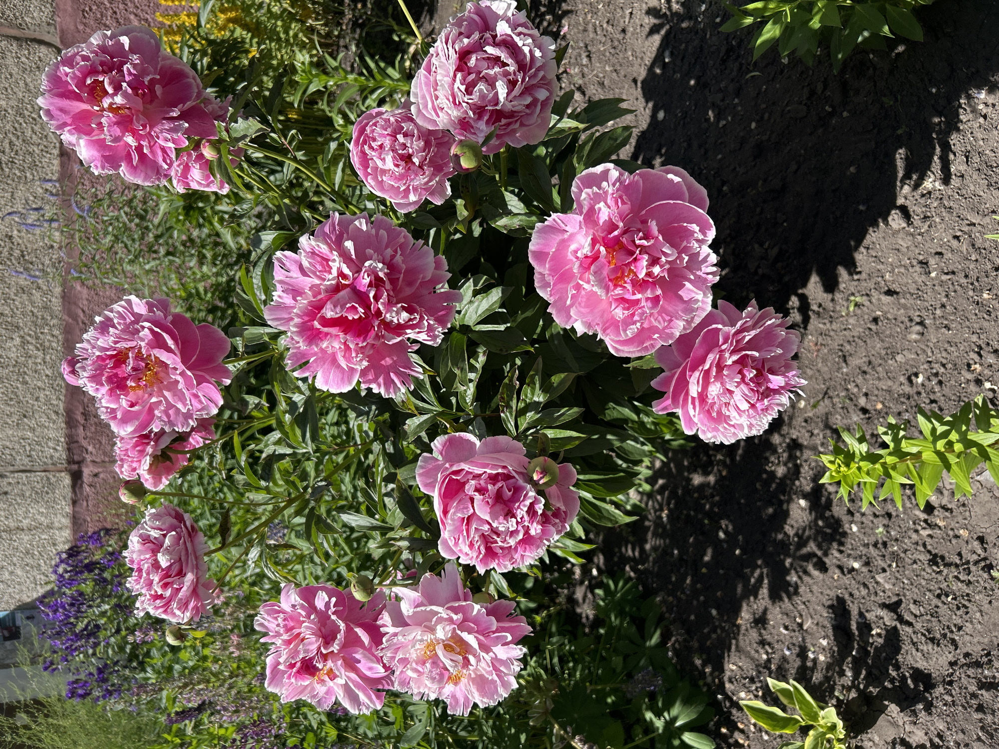 An outdoor shot shows a cluster of vibrant pink peonies in bloom. The flowers are large and multi-petaled, with some buds still closed. They are set against a backdrop of lush green foliage and a textured, light-colored wall. In the background, there are hints of other flowers, including purple blossoms and yellow accents. The ground in the foreground is dark soil with some young green plants and dappled shadows from the sunlight. The scene appears to be a garden setting.